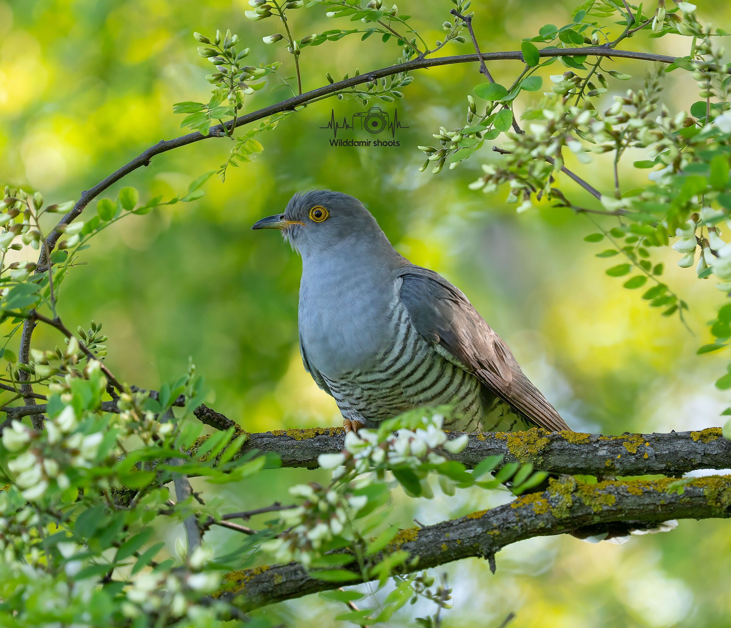 Cuckoo