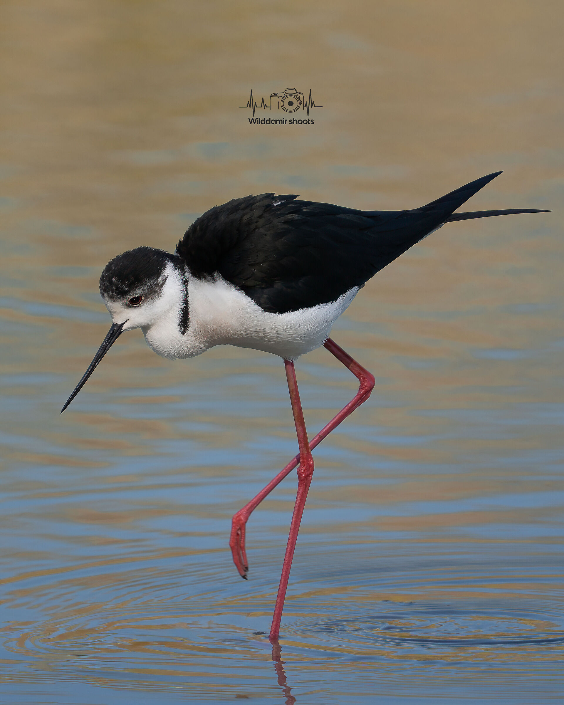 Black-winged Stilt