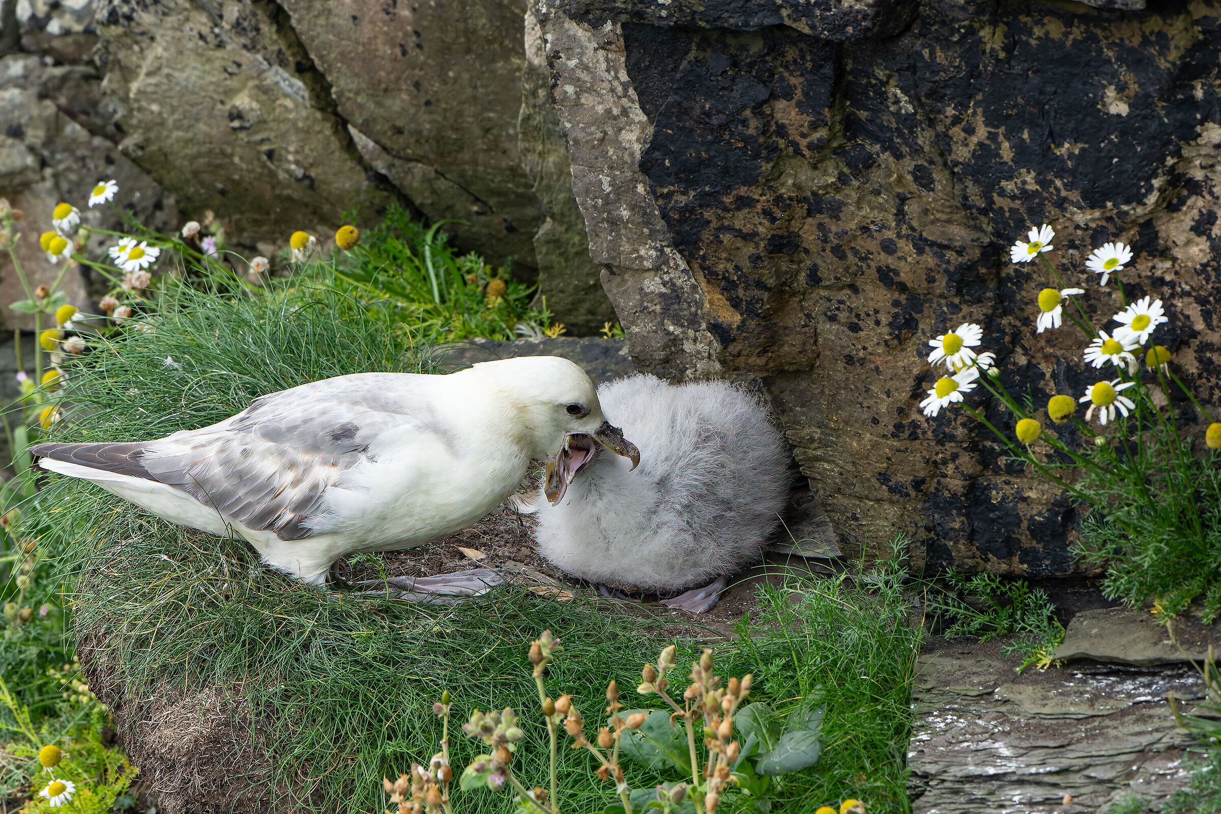 Seagulls, you eat