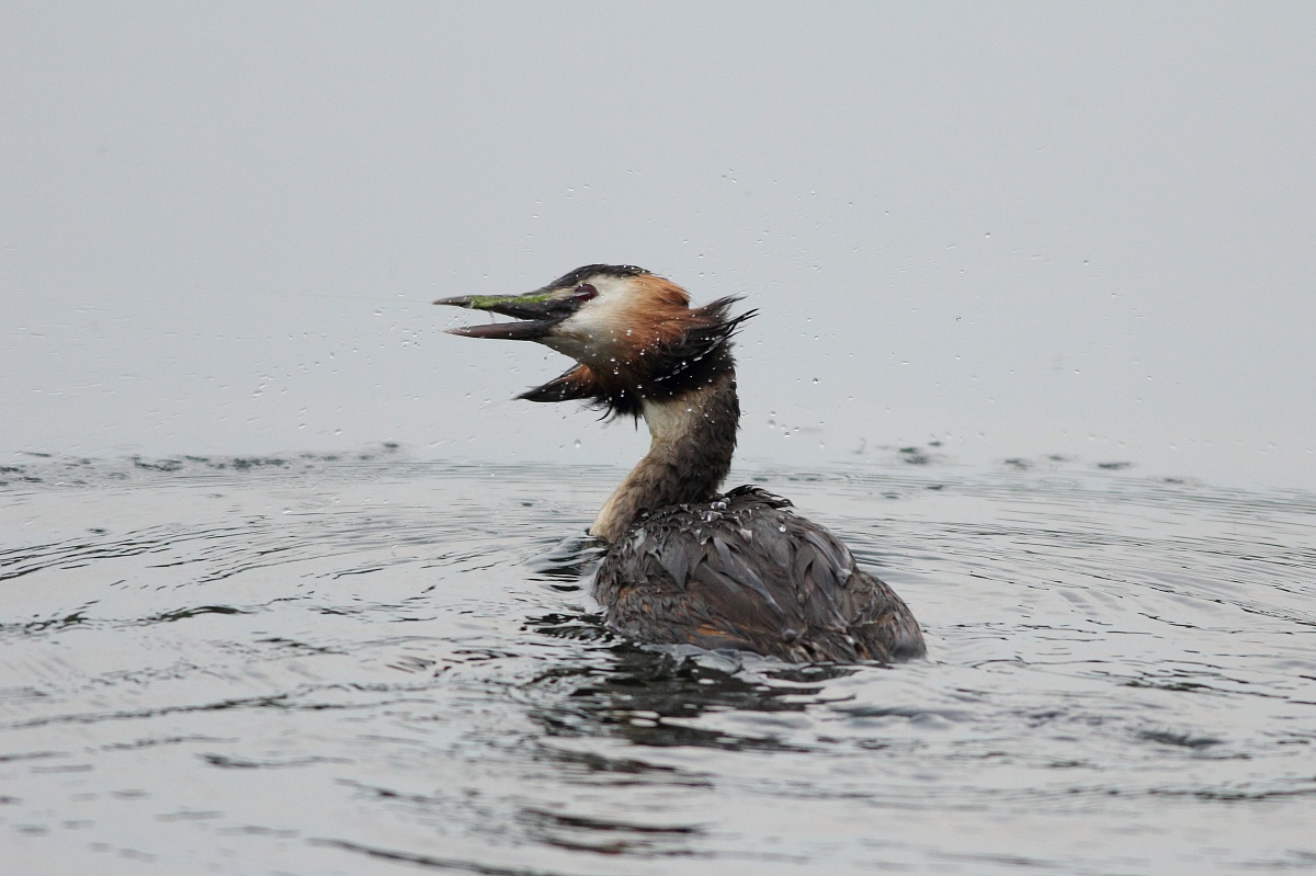 Una bella sgrullatina!
