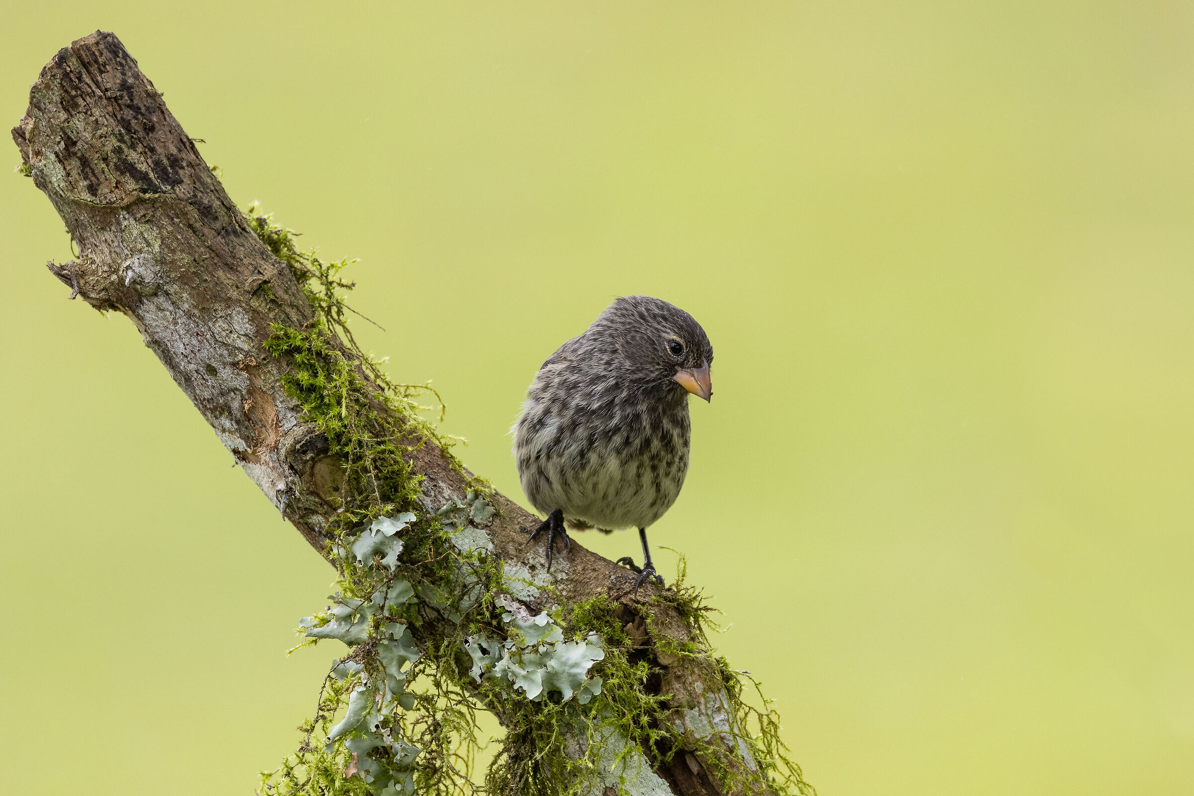 Fringuelli di Darwin