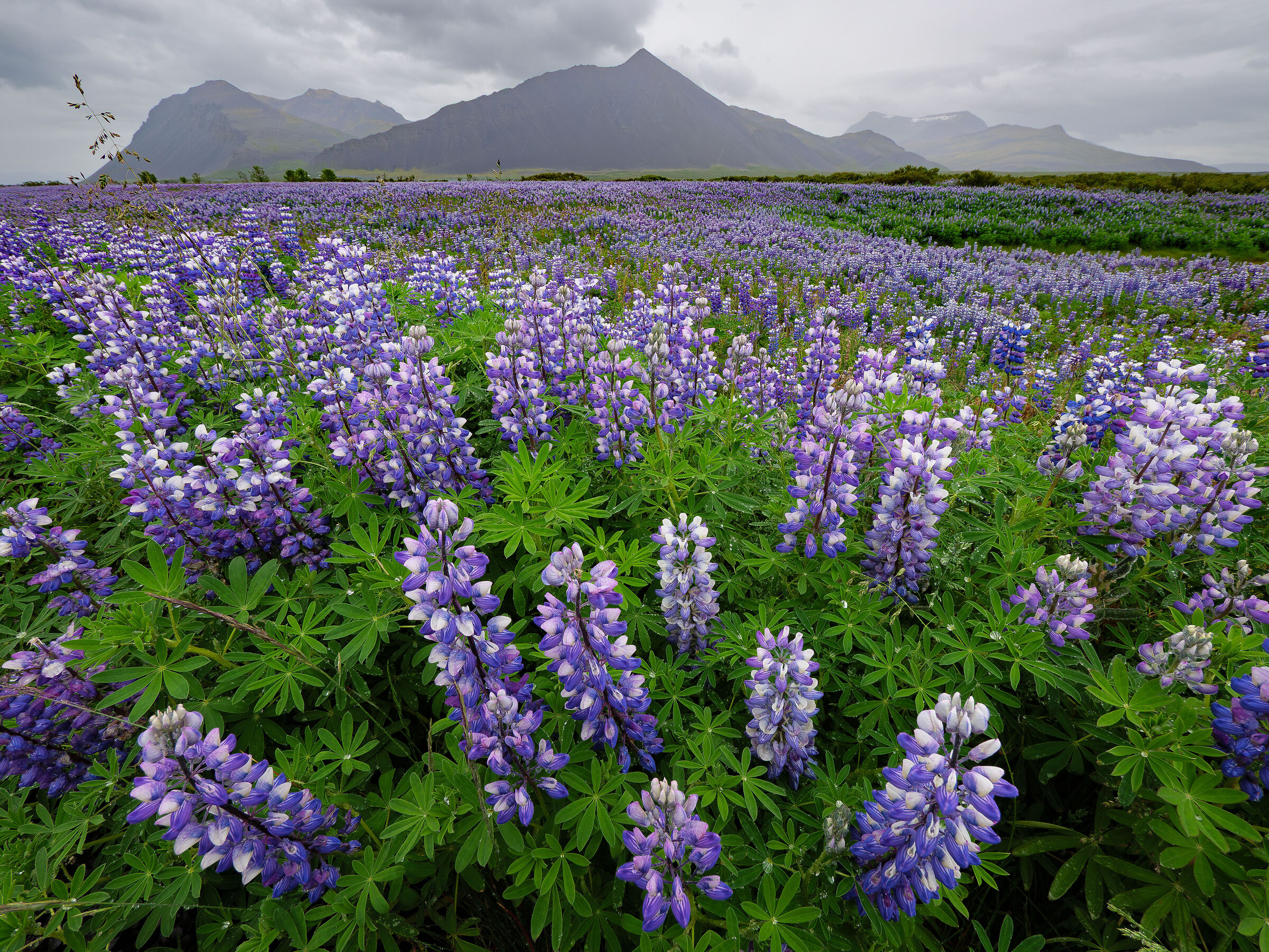 Un "mare" di Lupini.