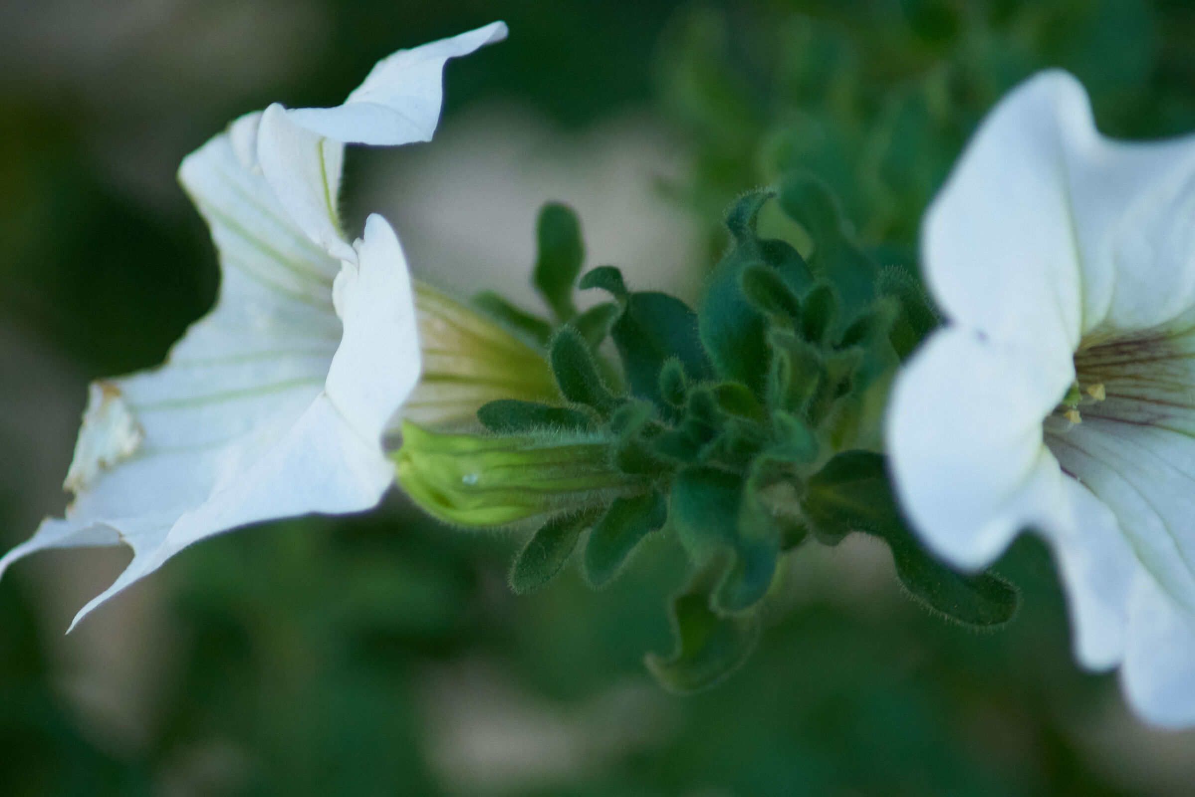 White Flower Macro 1