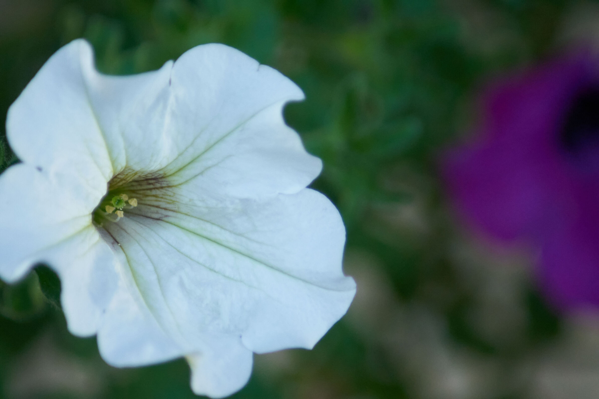 White Flower Macro 2
