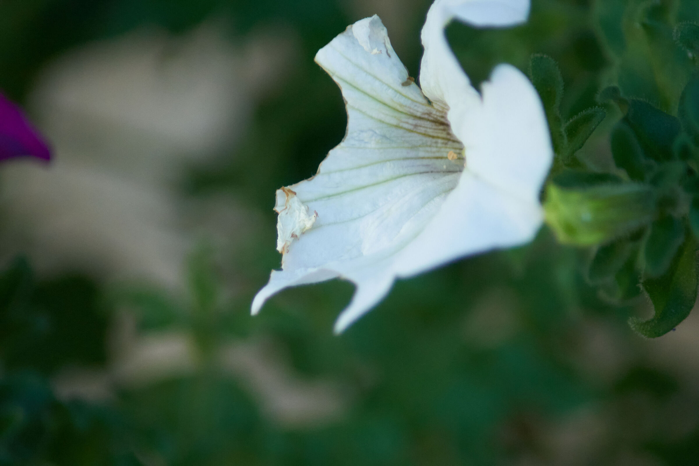 White Flower Macro 3
