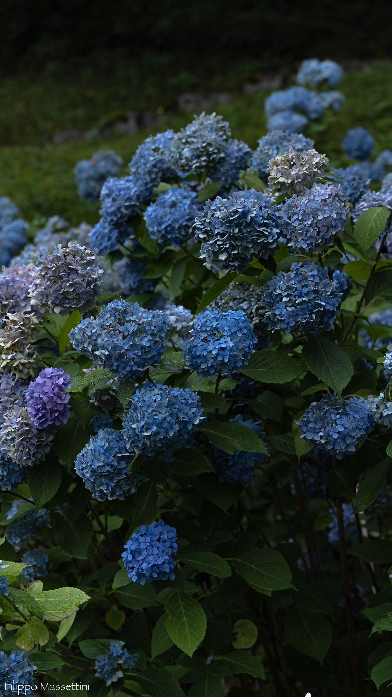 Hydrangea macrophylla