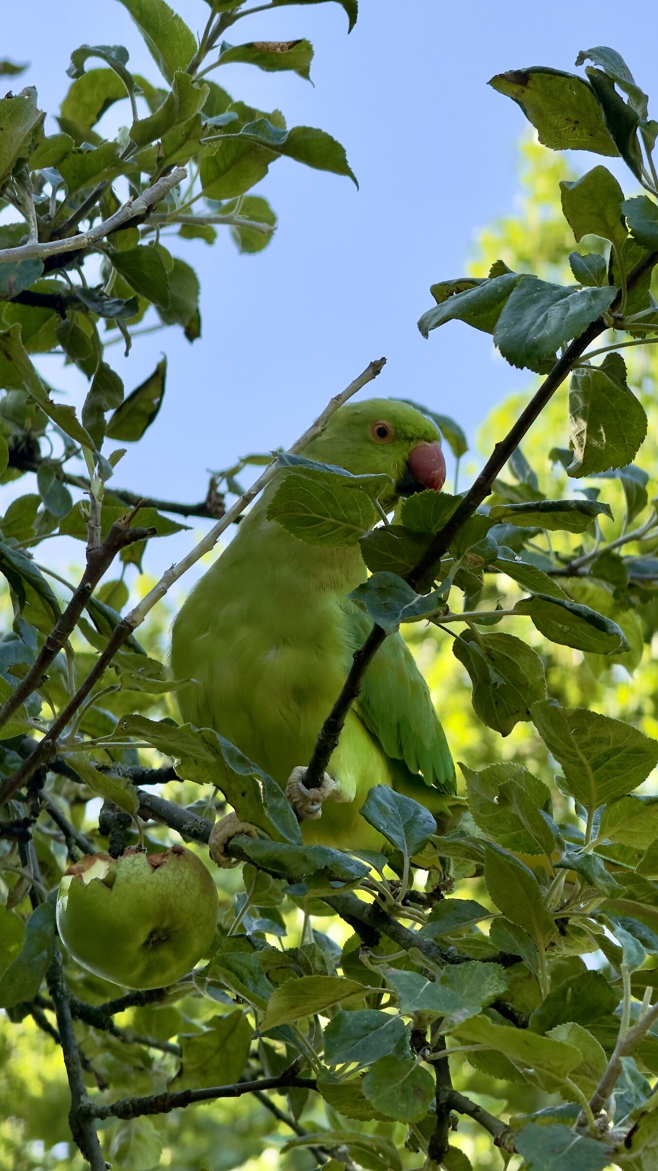 Parrochetto