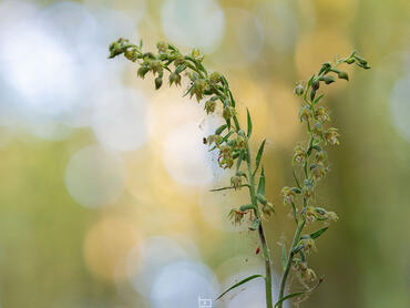 Epipactis microphylla