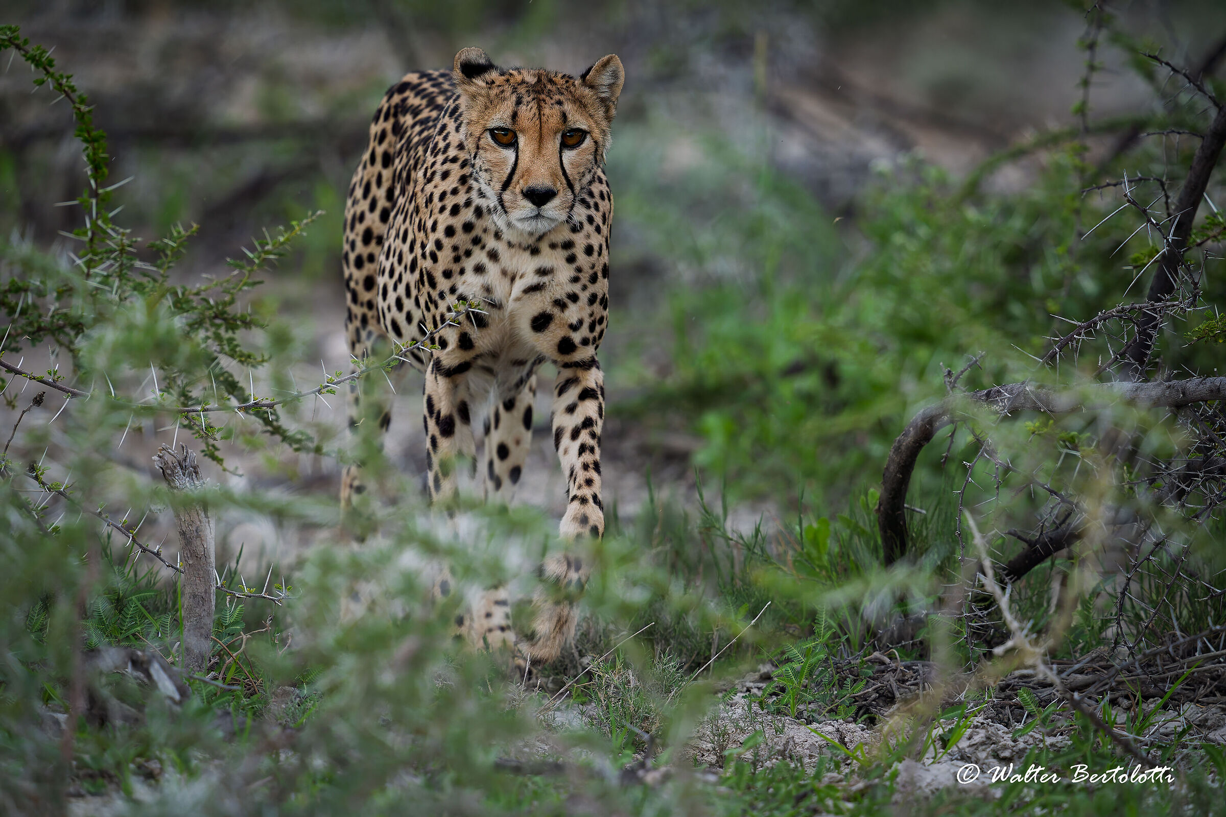 lady Etosha