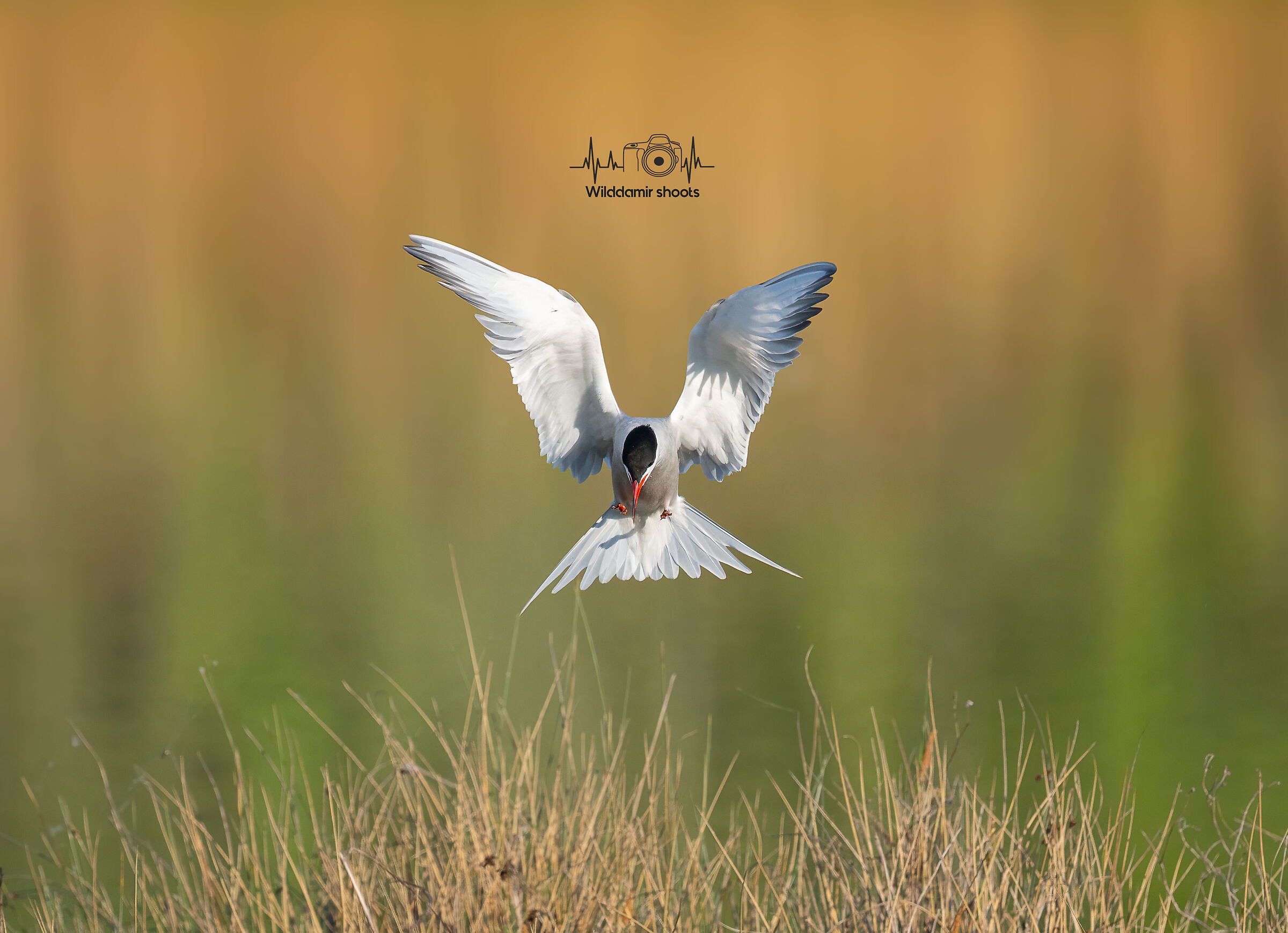 Tern