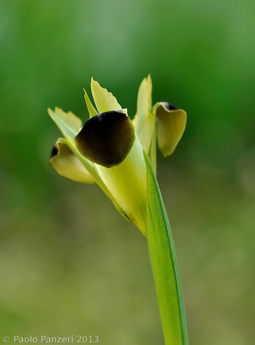 verde Splendente,Nero Brillante