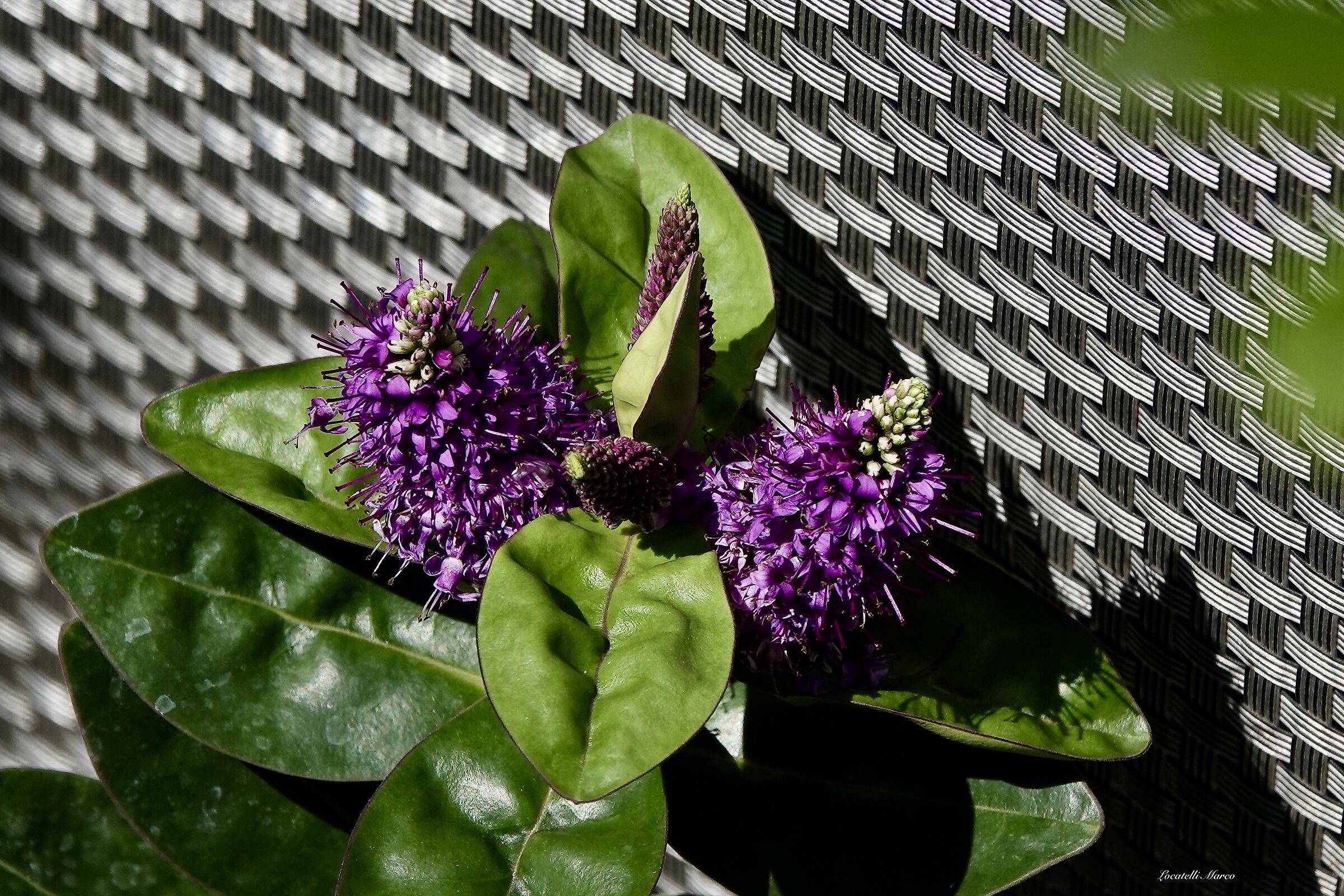 Gomphrena globosa