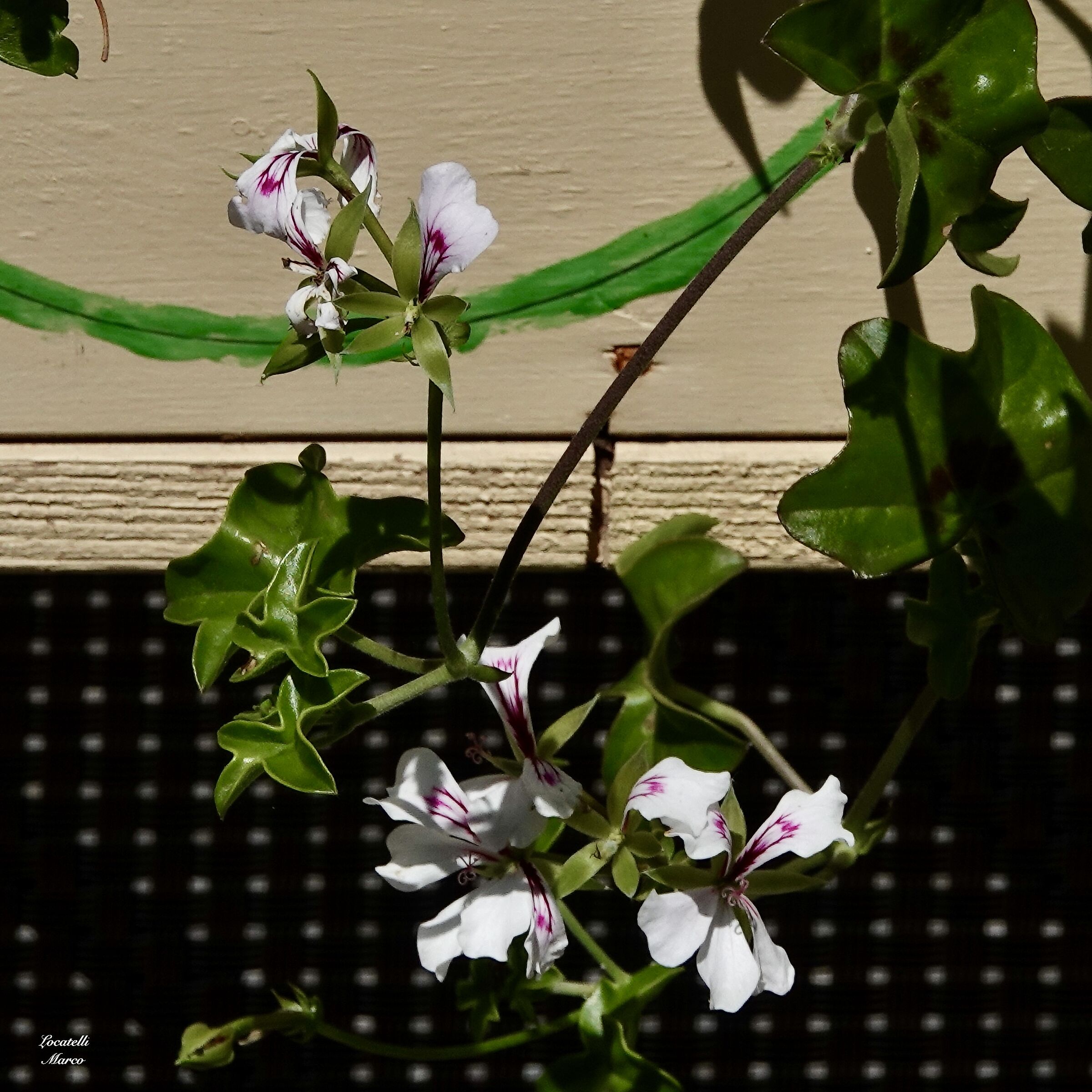 Geranium