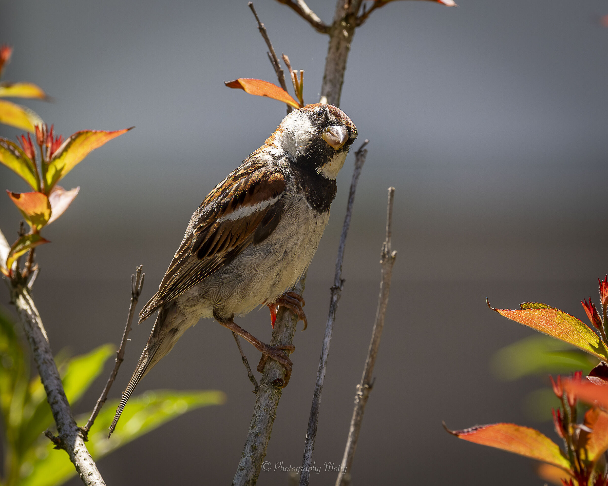 Il curiosone del mio giardino