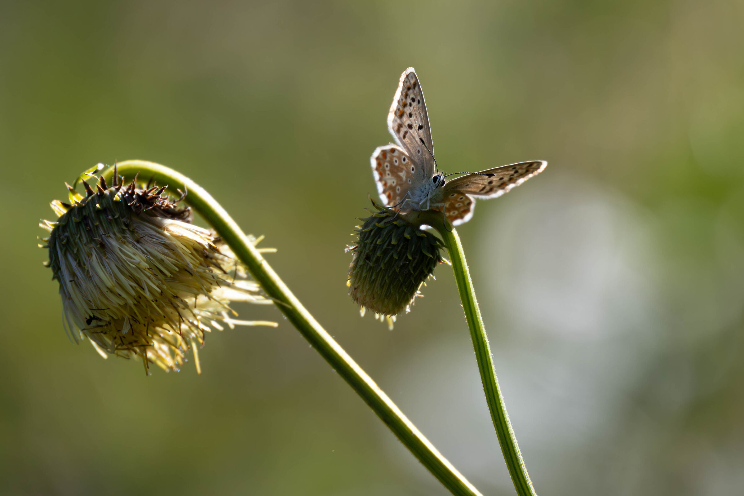 farfallina in controluce