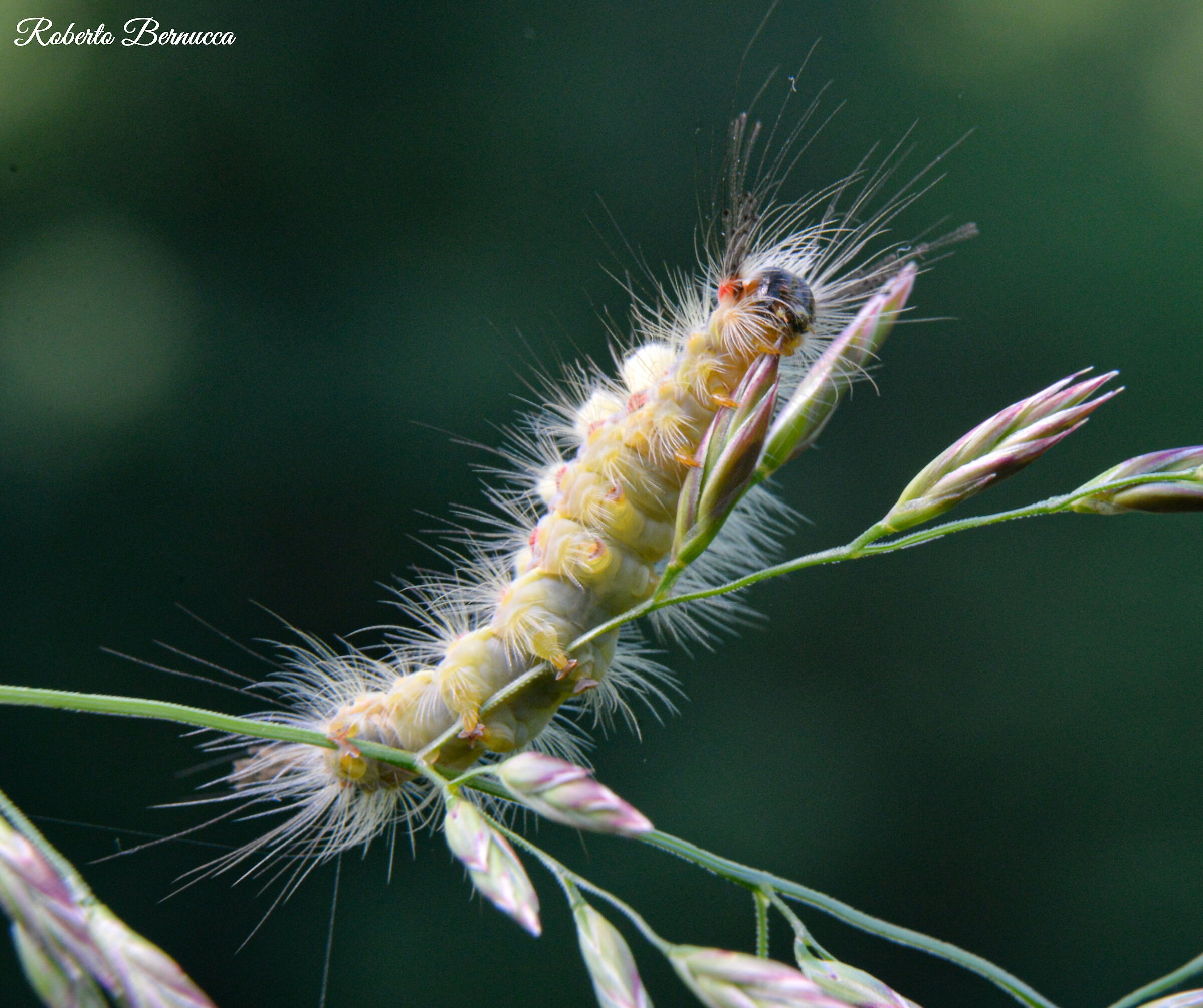 Macro