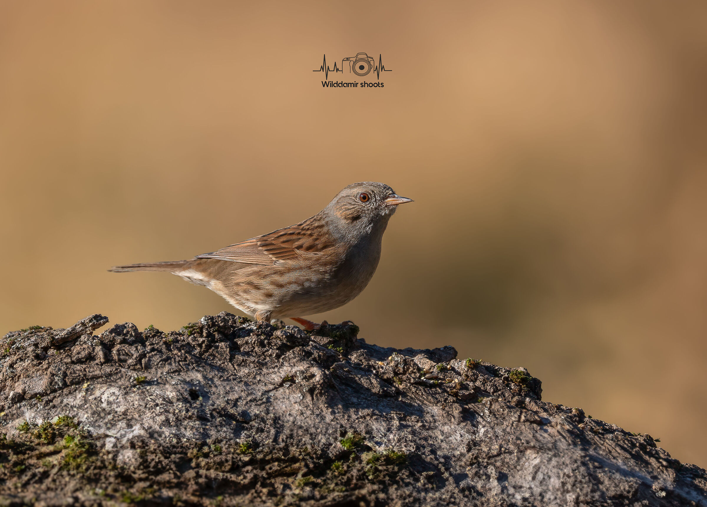 Dunnock