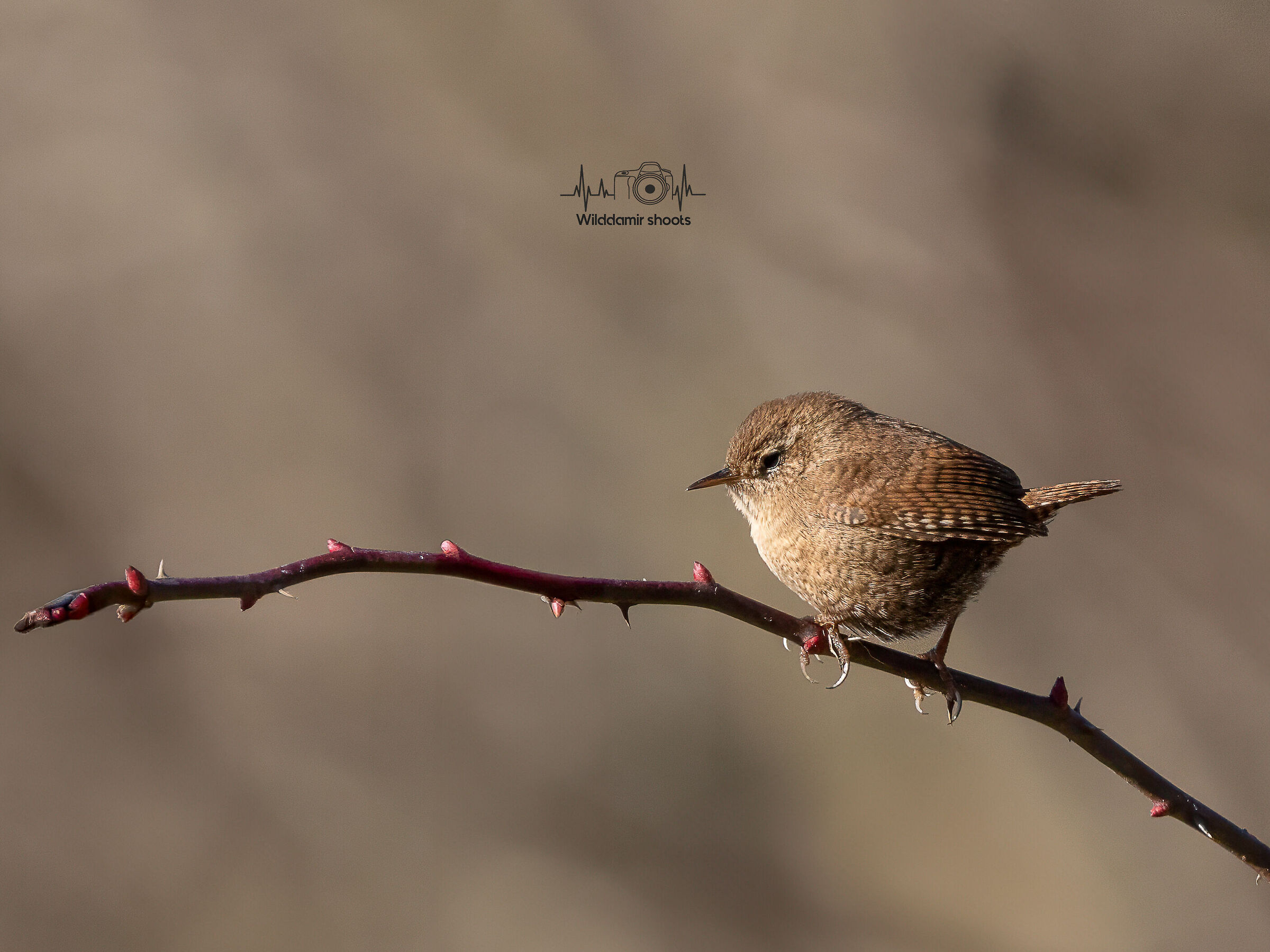 Wren