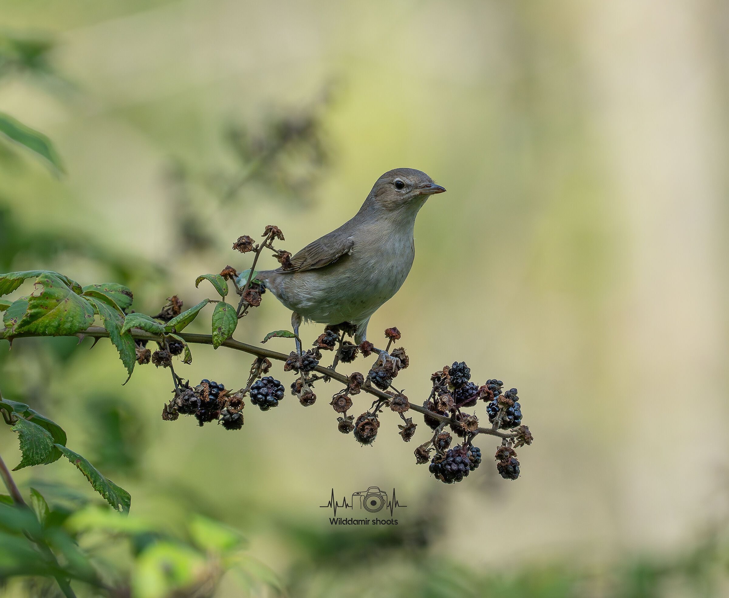 Garden warbler