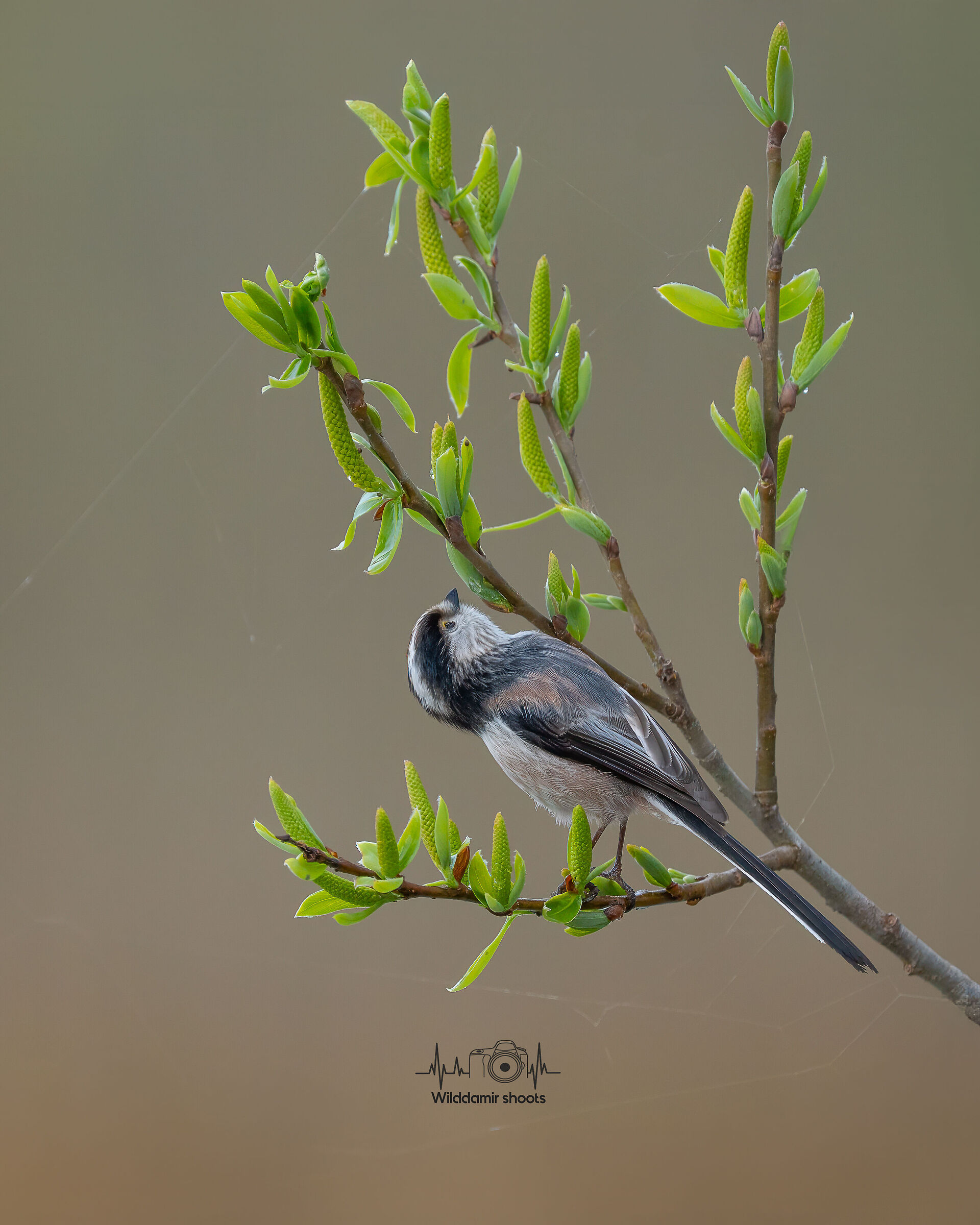 Long-tailed