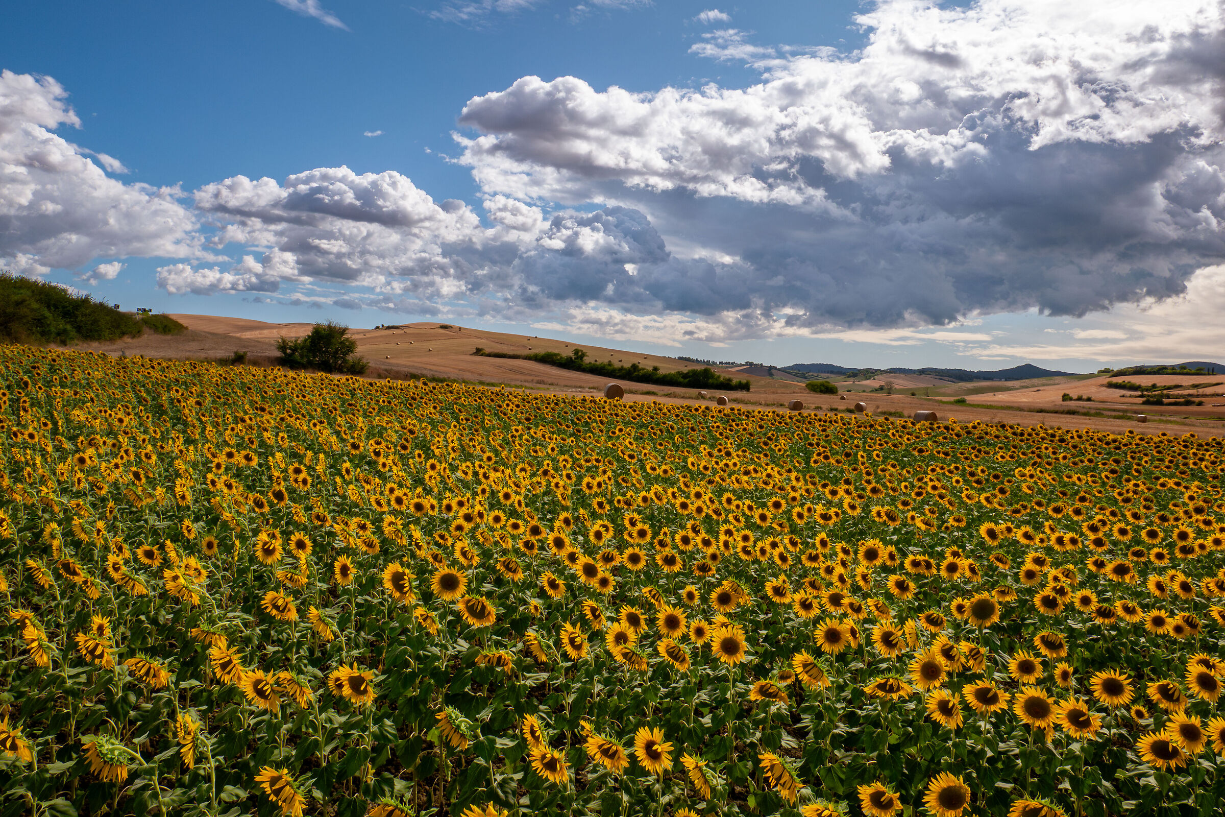 Sunflower field - Pisan hills