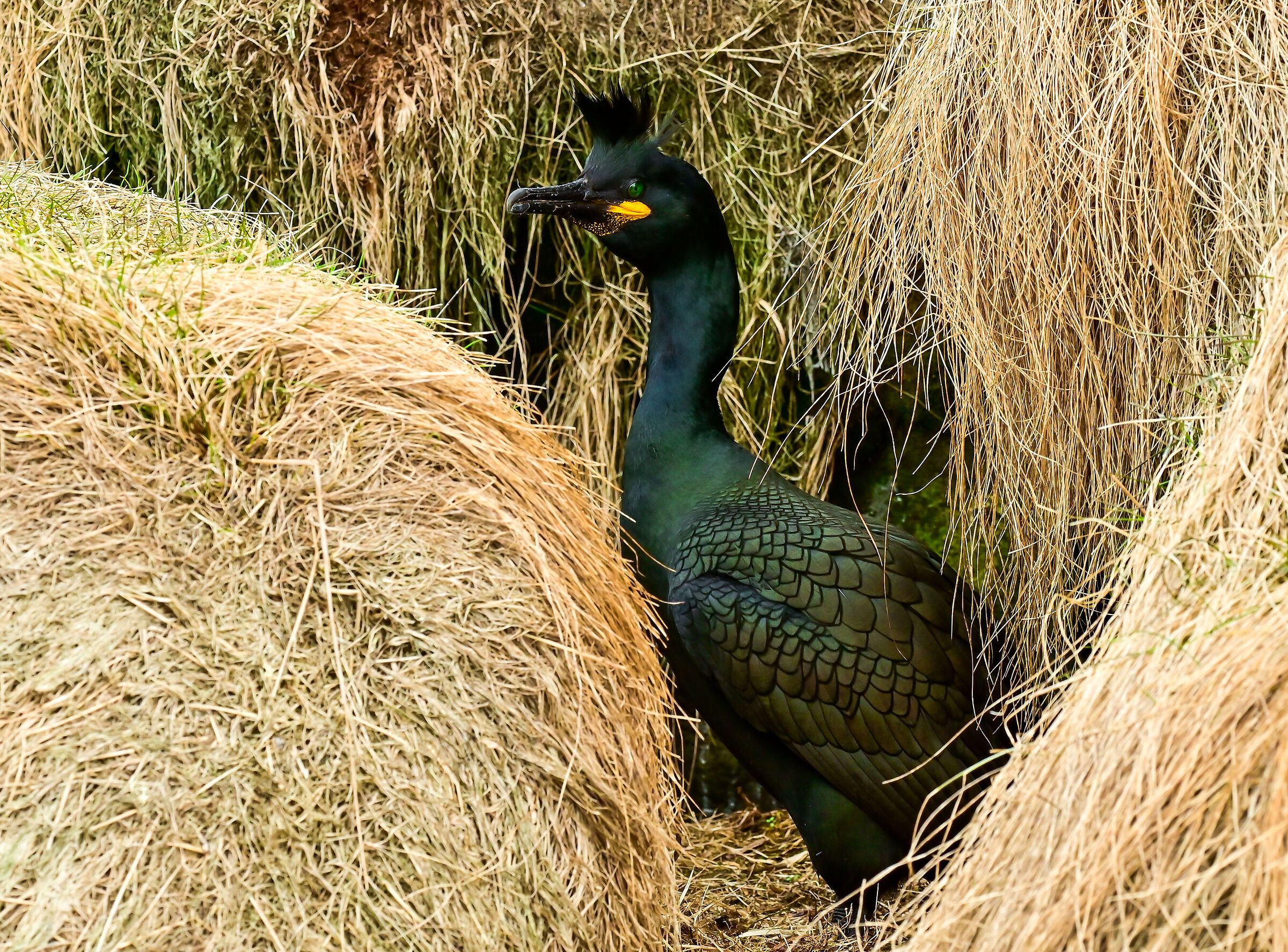 Il marangone dal ciuffo