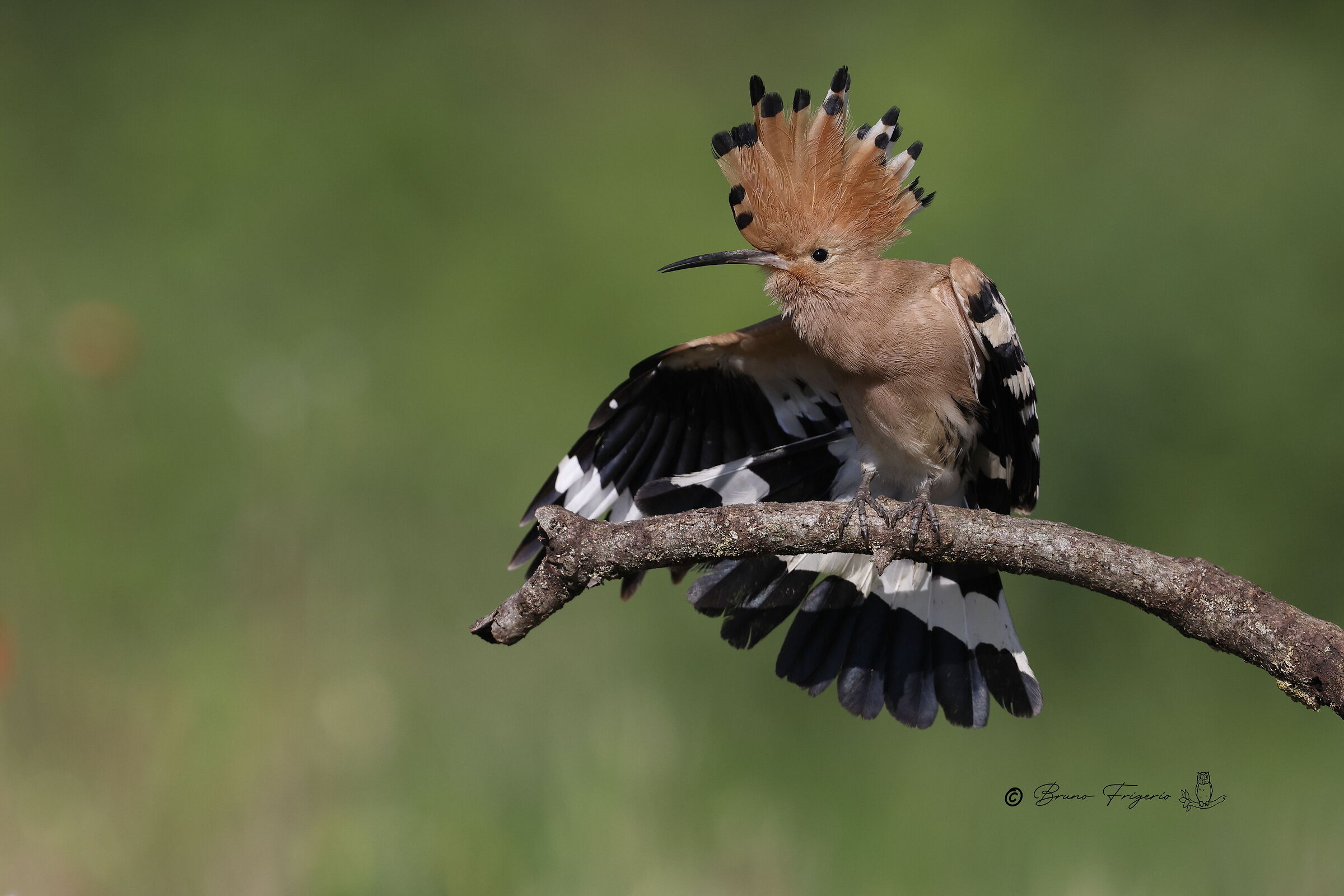 HOOPOE