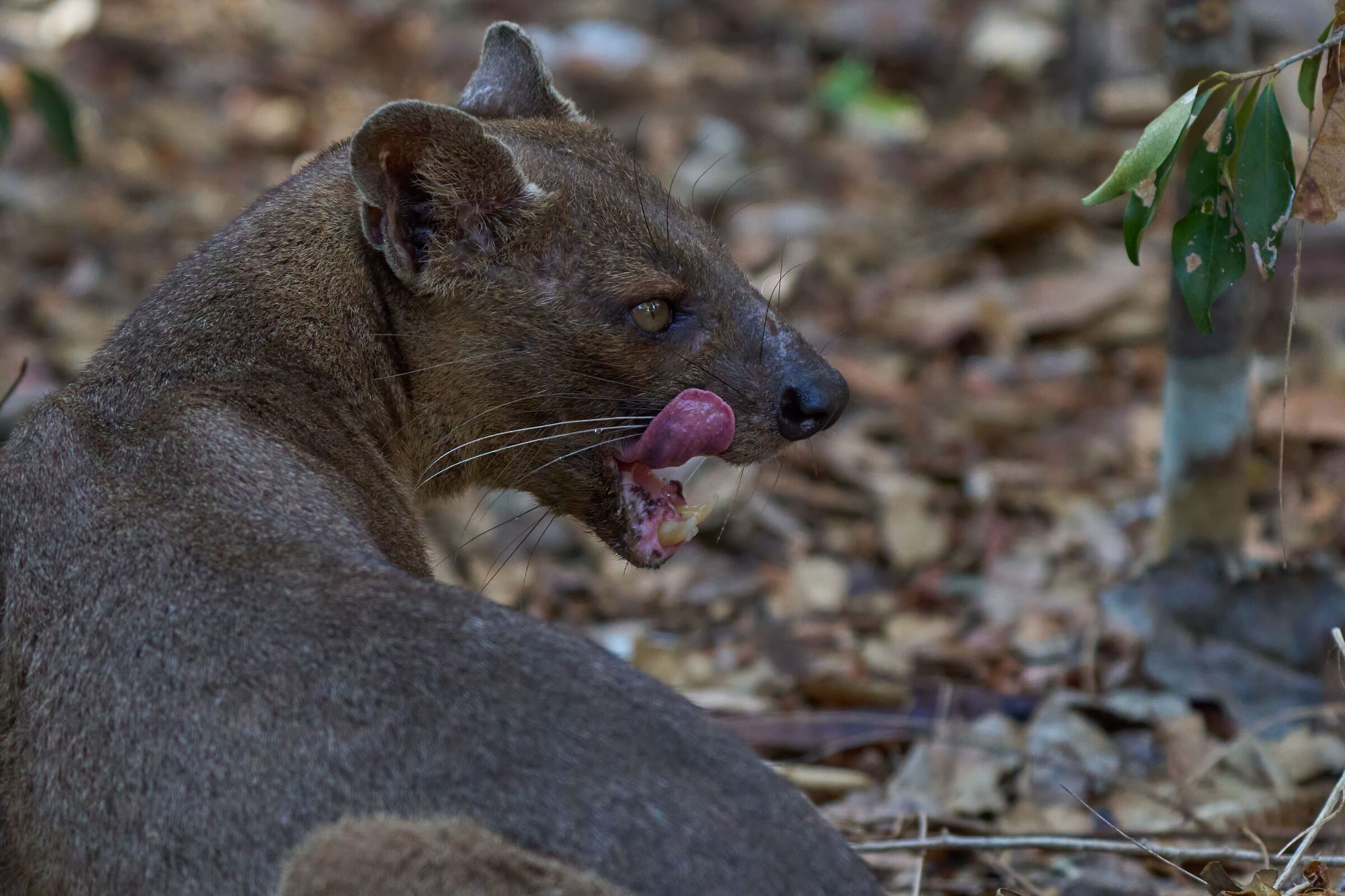 Fossa (Madagascar)