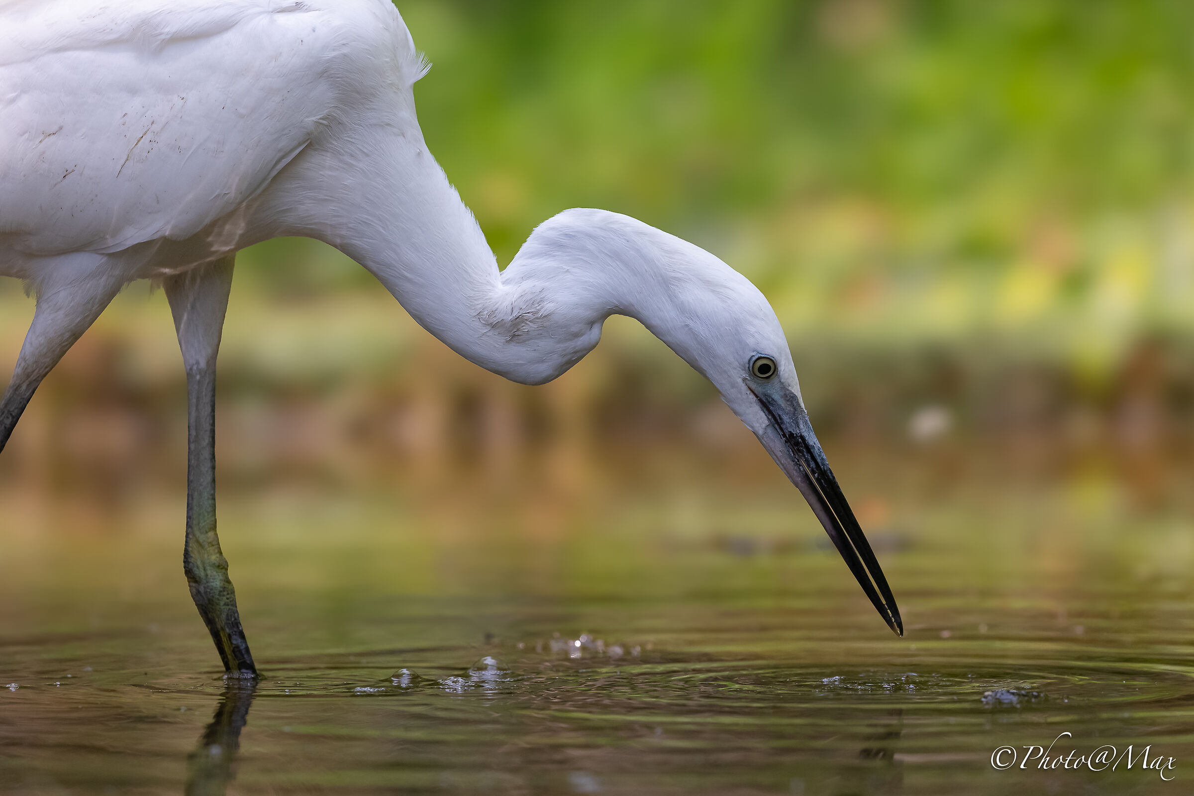 una semplice Garzetta
