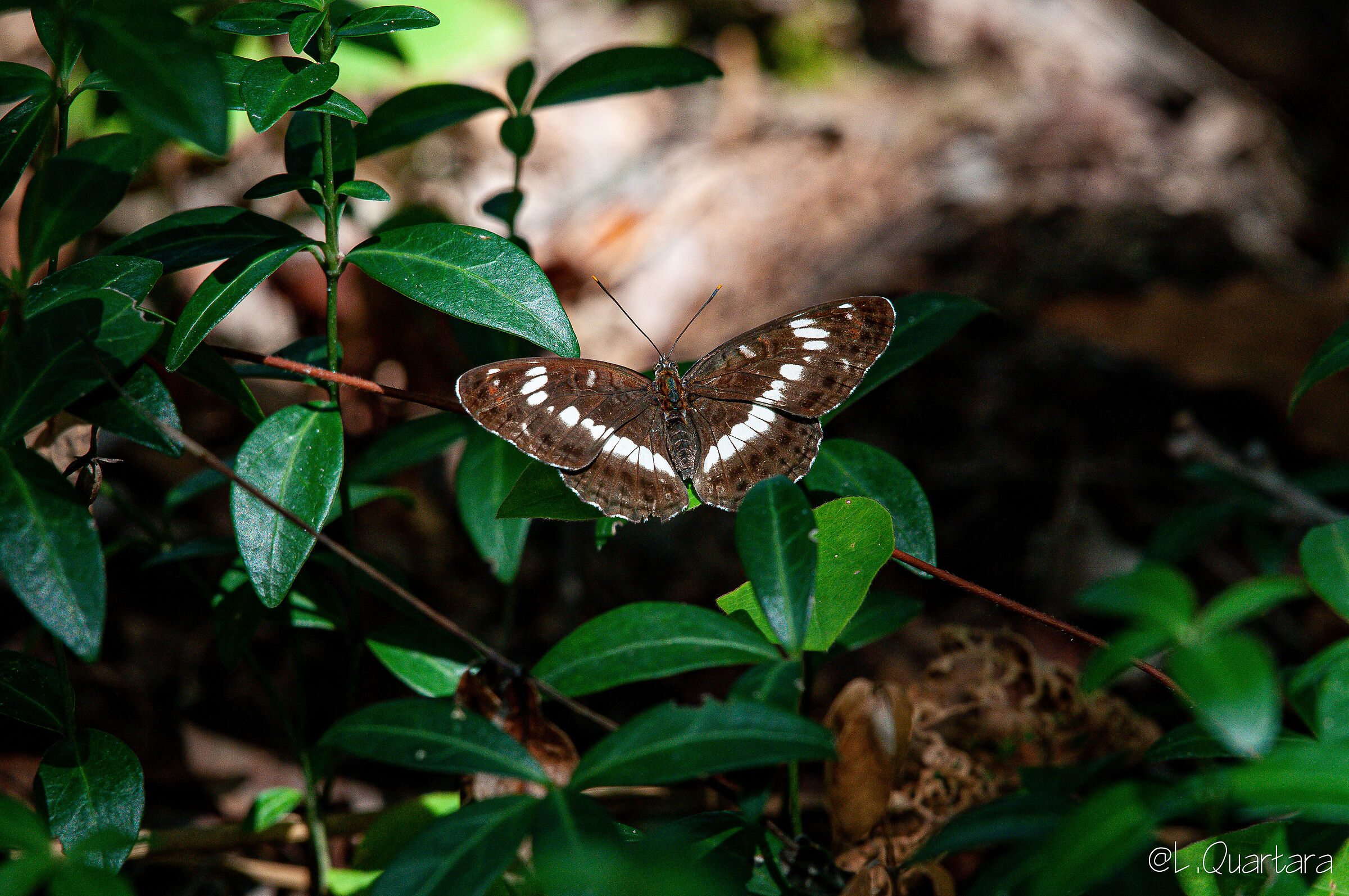 Limenitis camilla