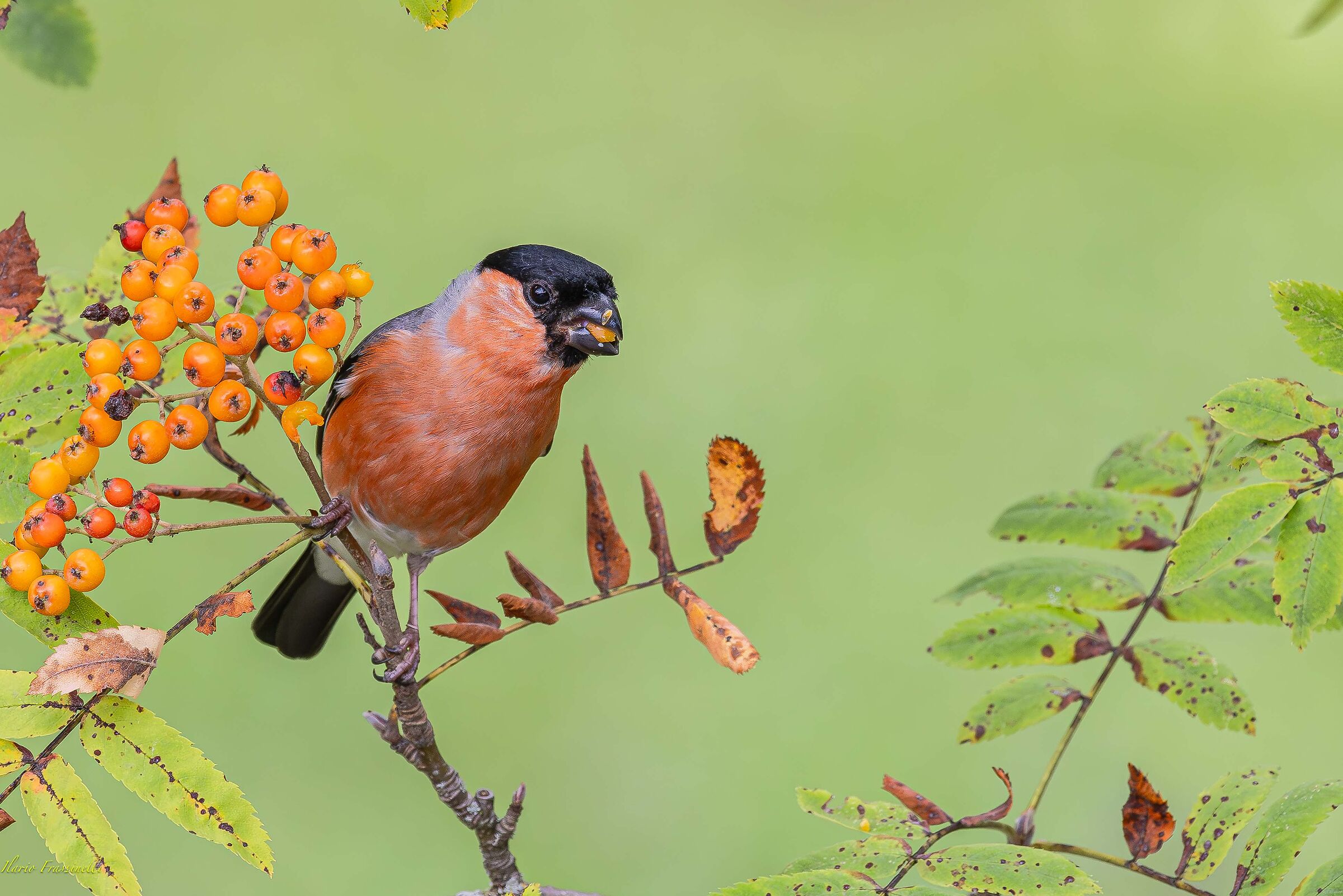 Eurasian bullfinch