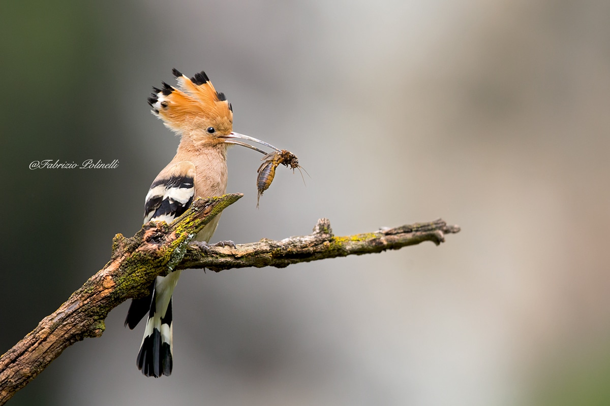 Hoopoe with mole cricket