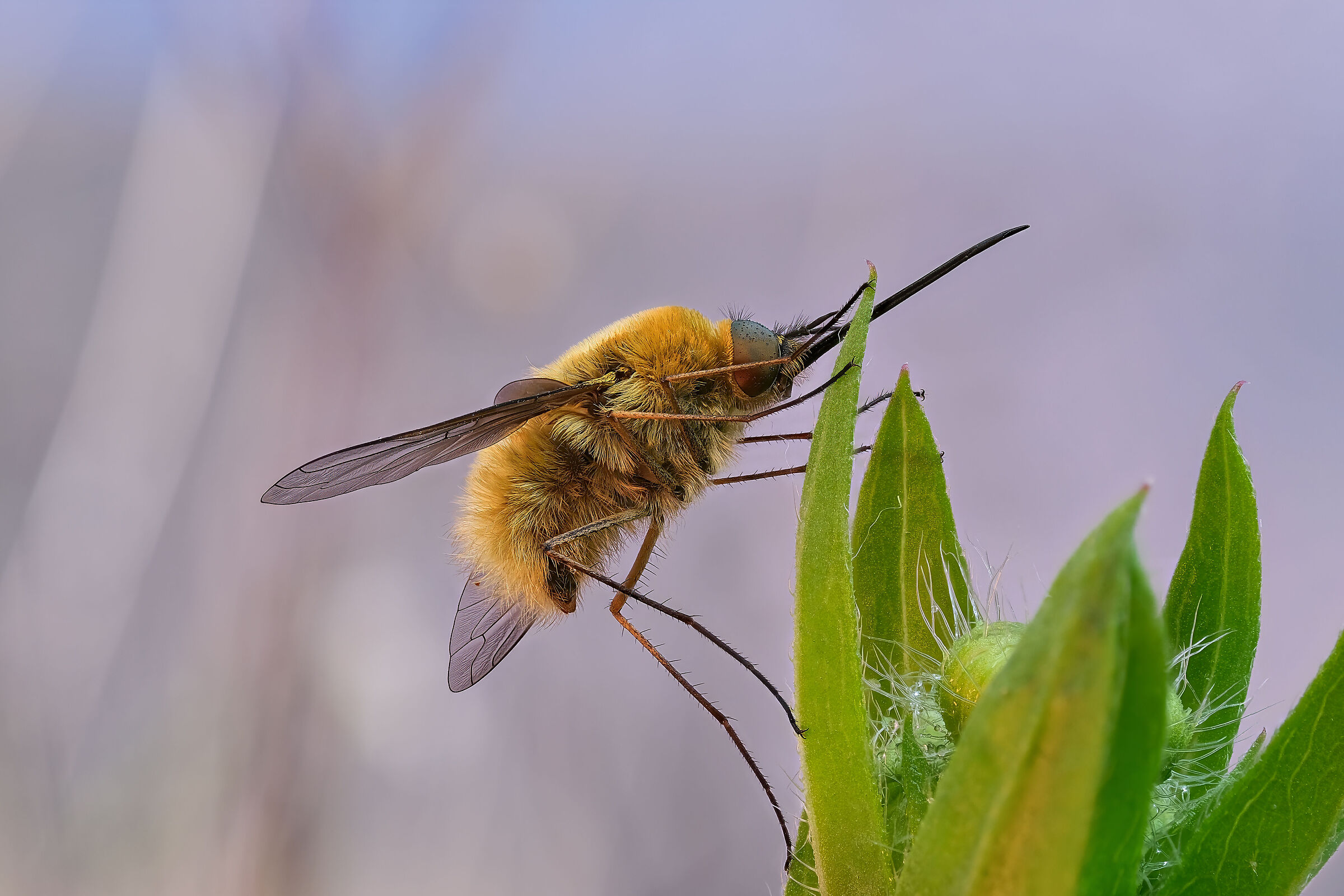 Bombylius minor