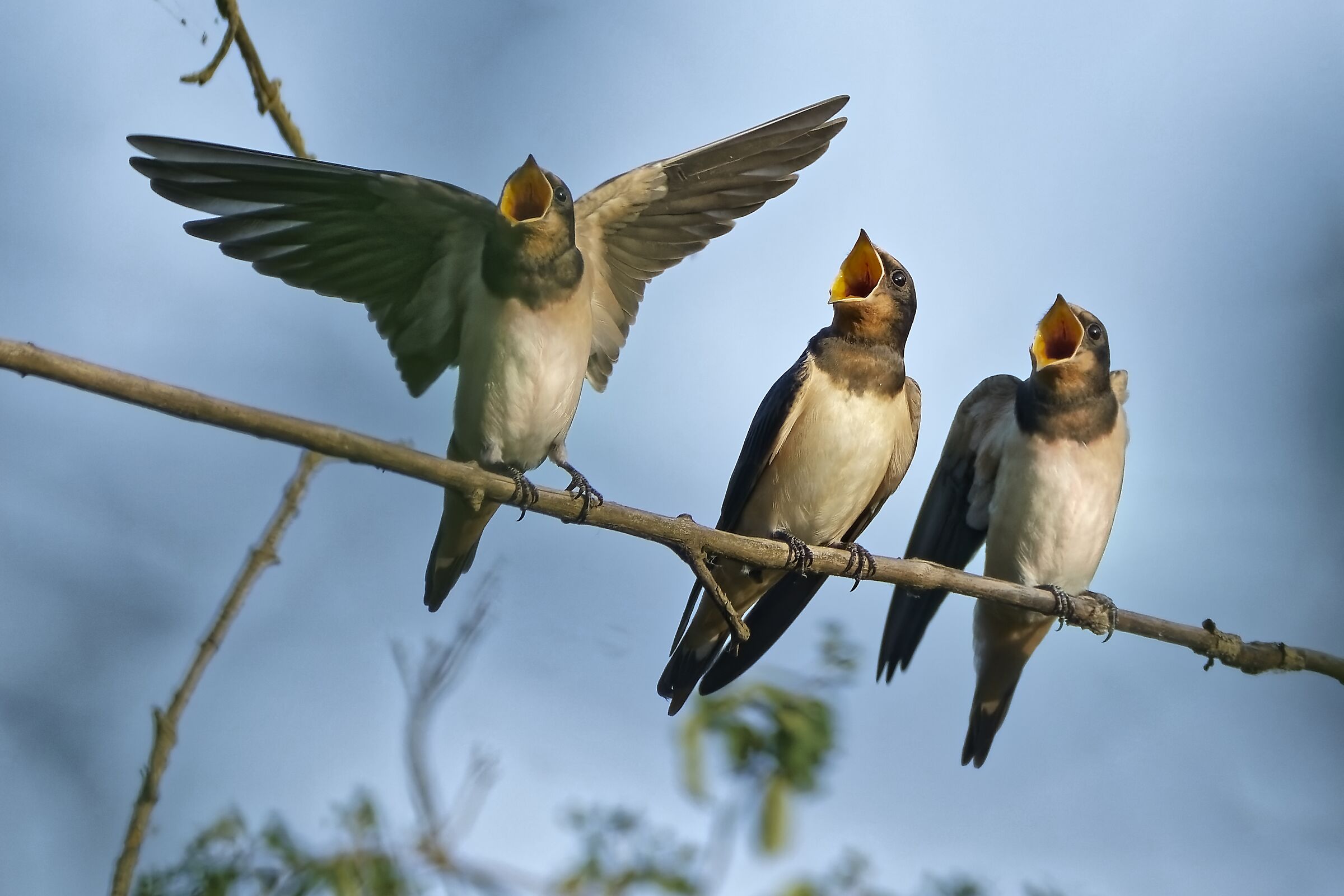 The Three of Flight (mice)