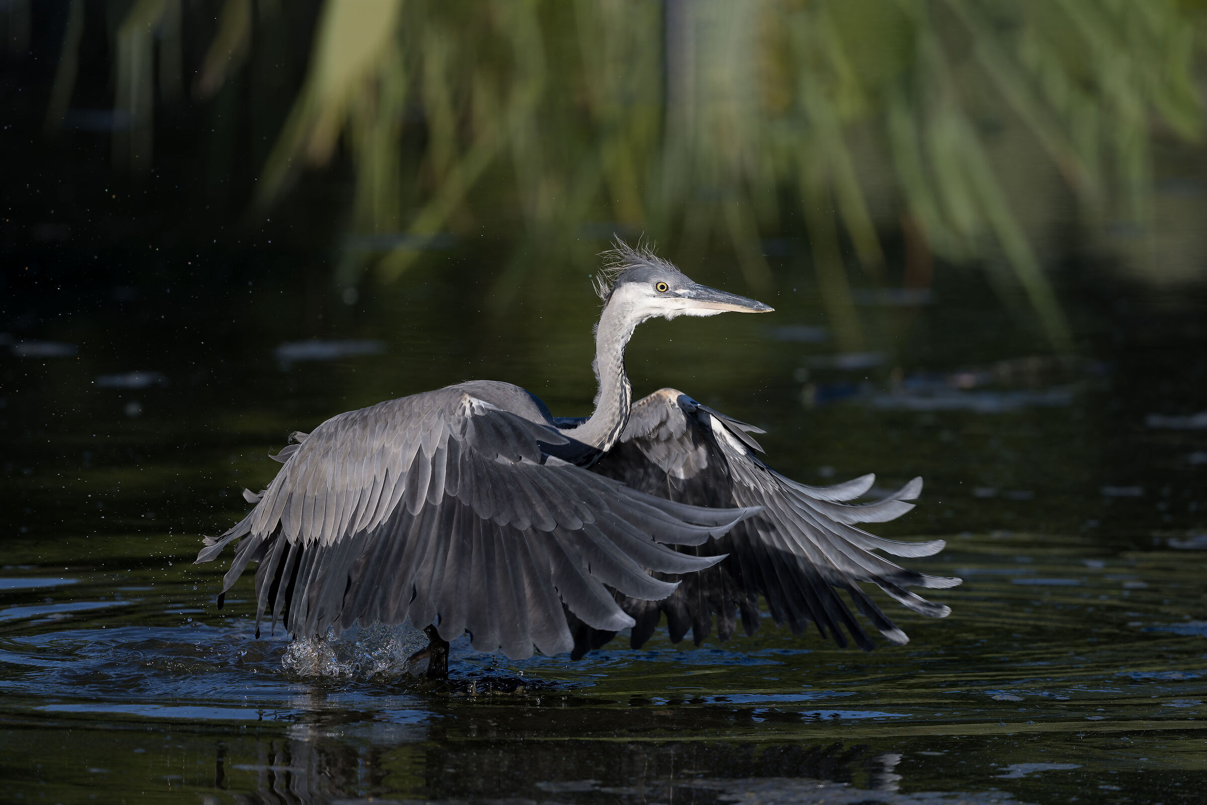 Grey heron