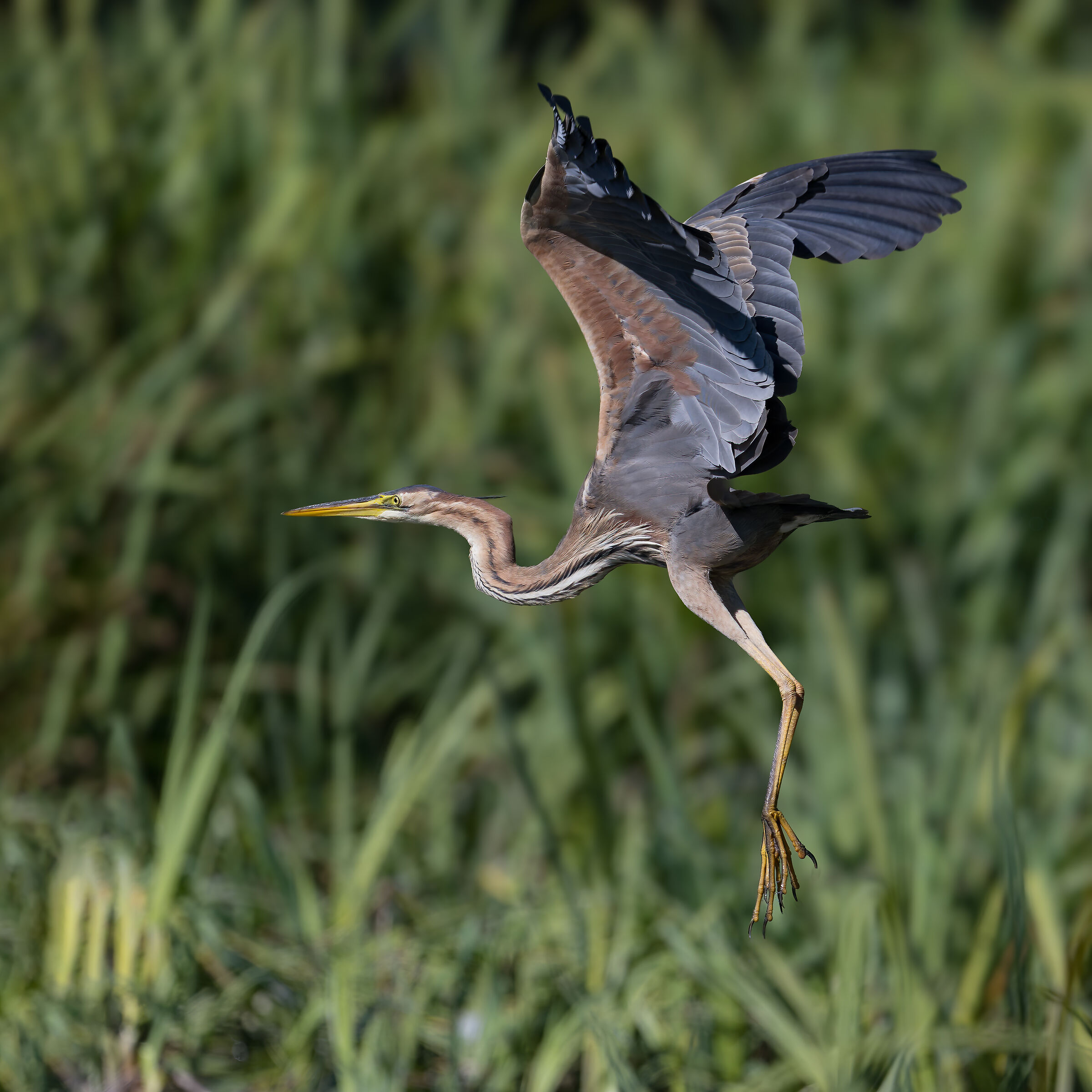 Purple heron