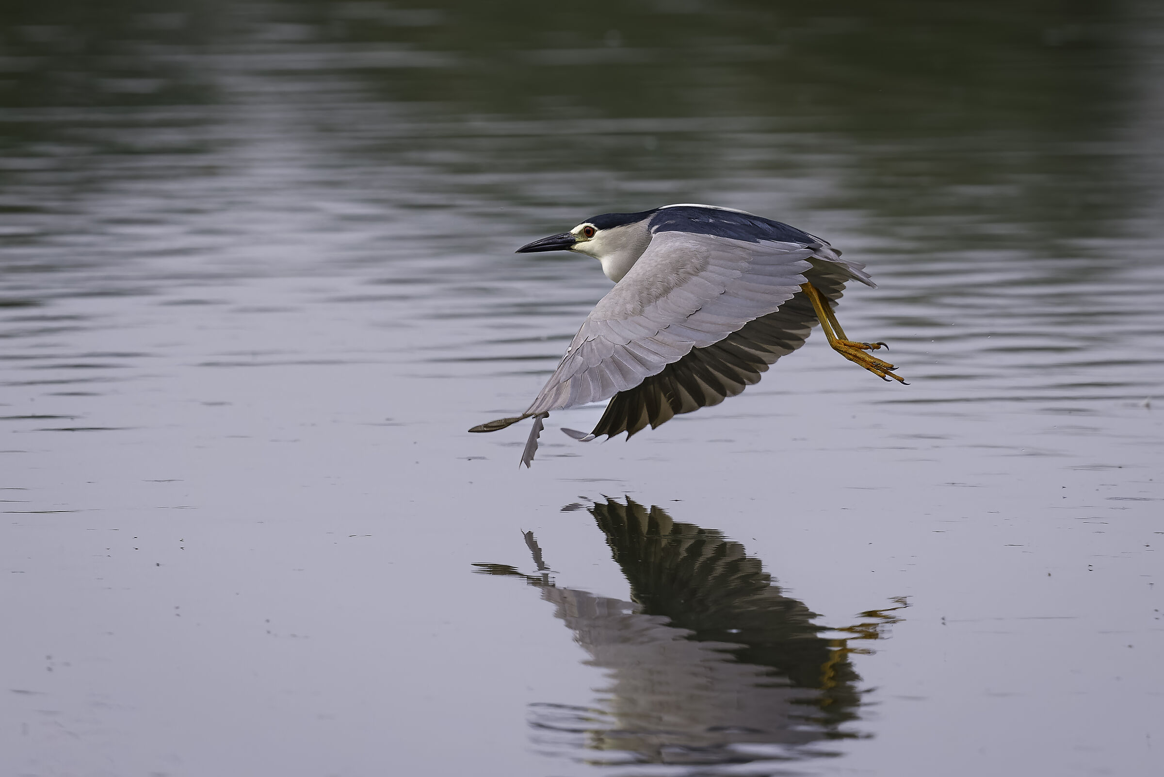 Night Heron