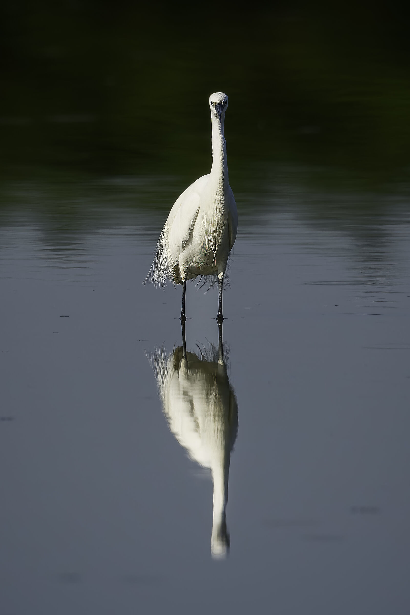 Egretta garzetta