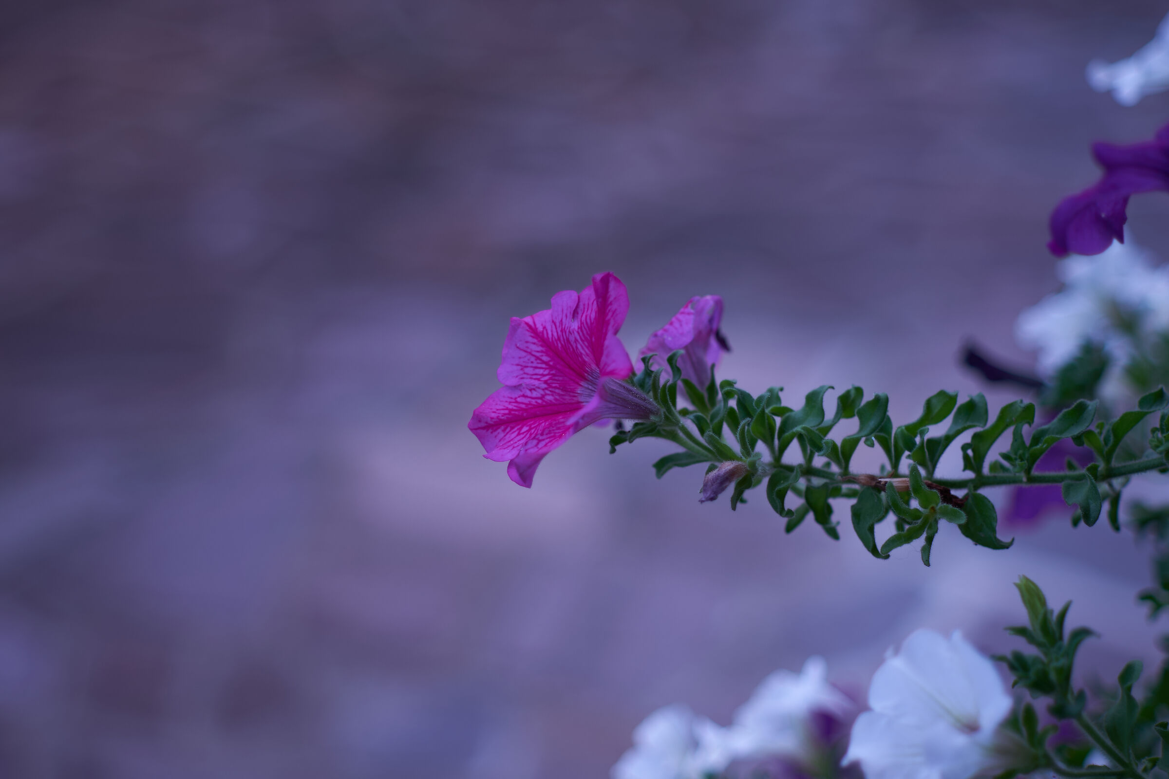 Purple Flower Macro 1