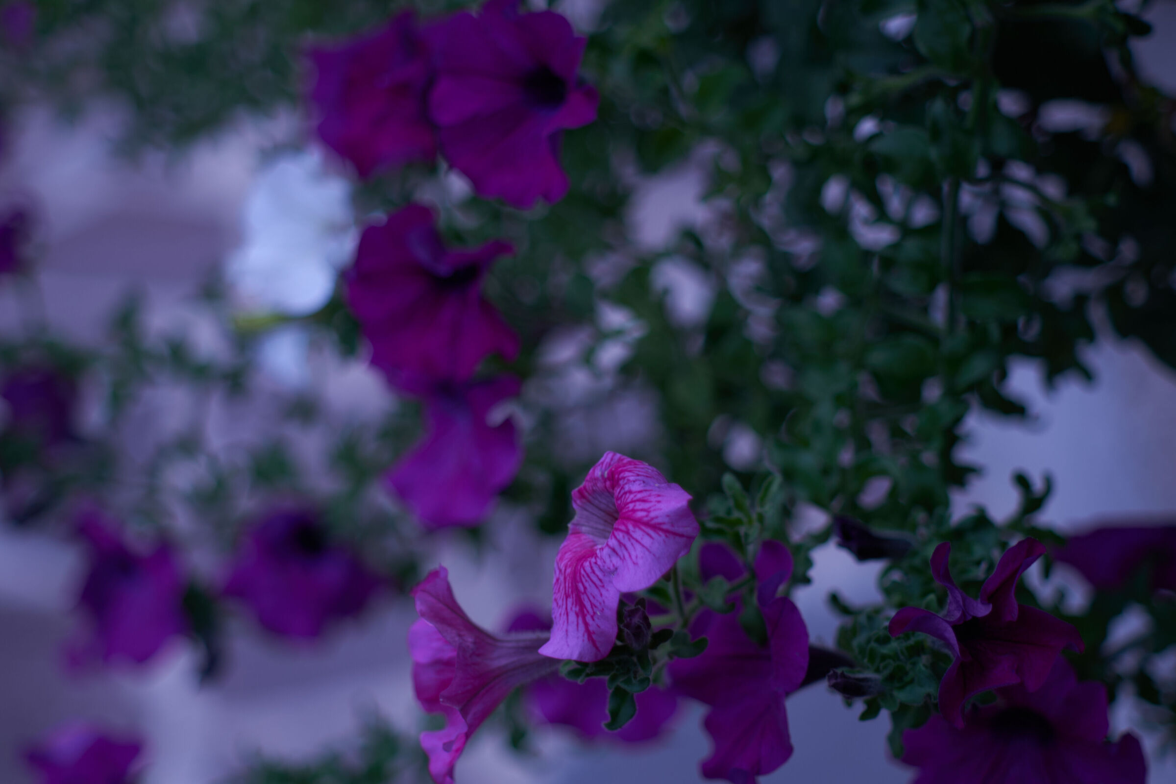 Purple Flower Macro 2