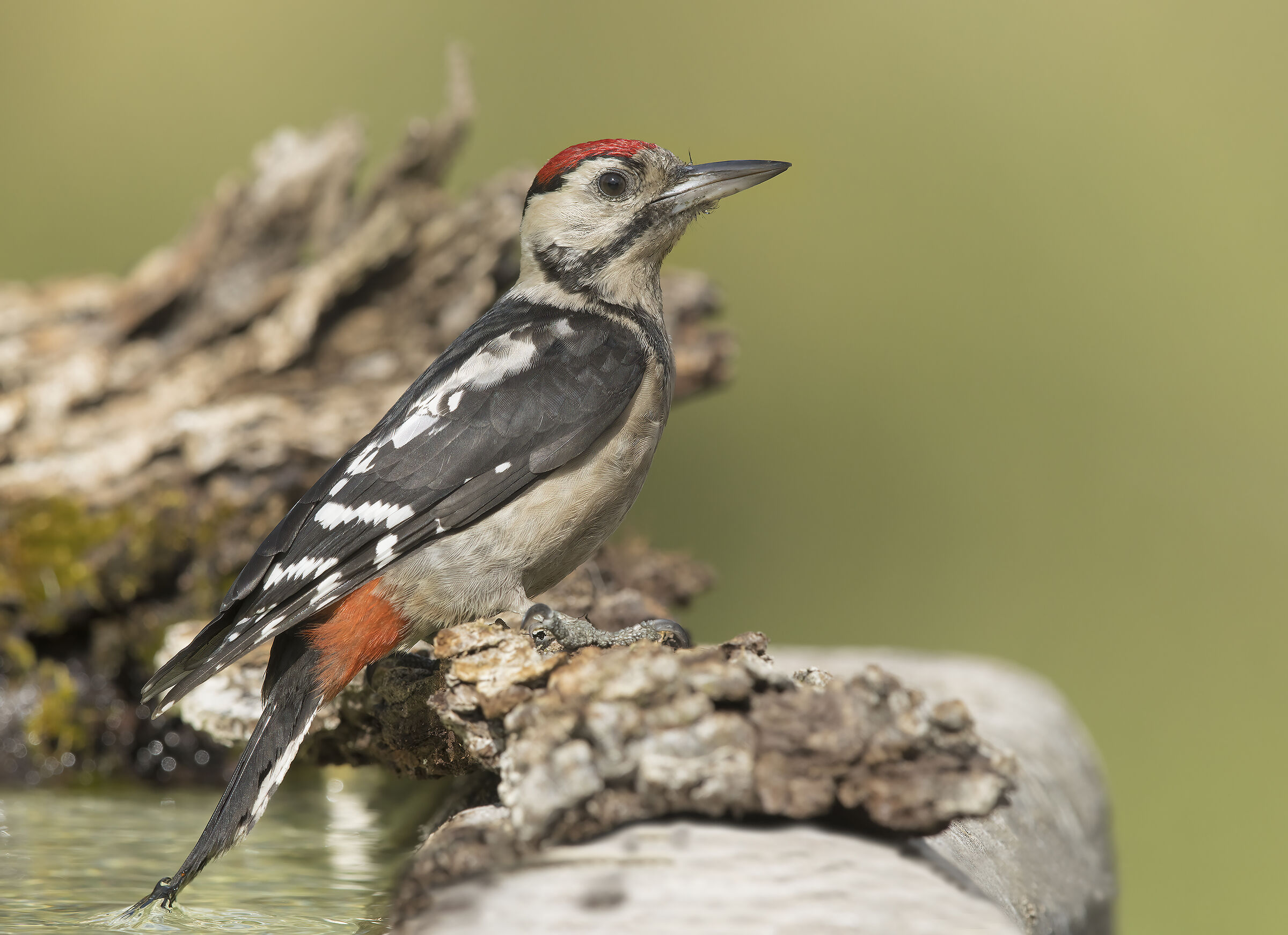 picchio rosso maggiore (dendrocopus major)