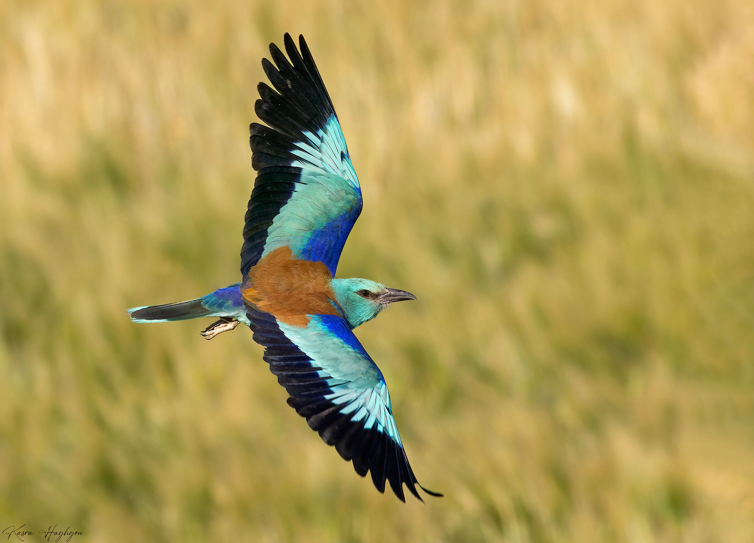 European roller