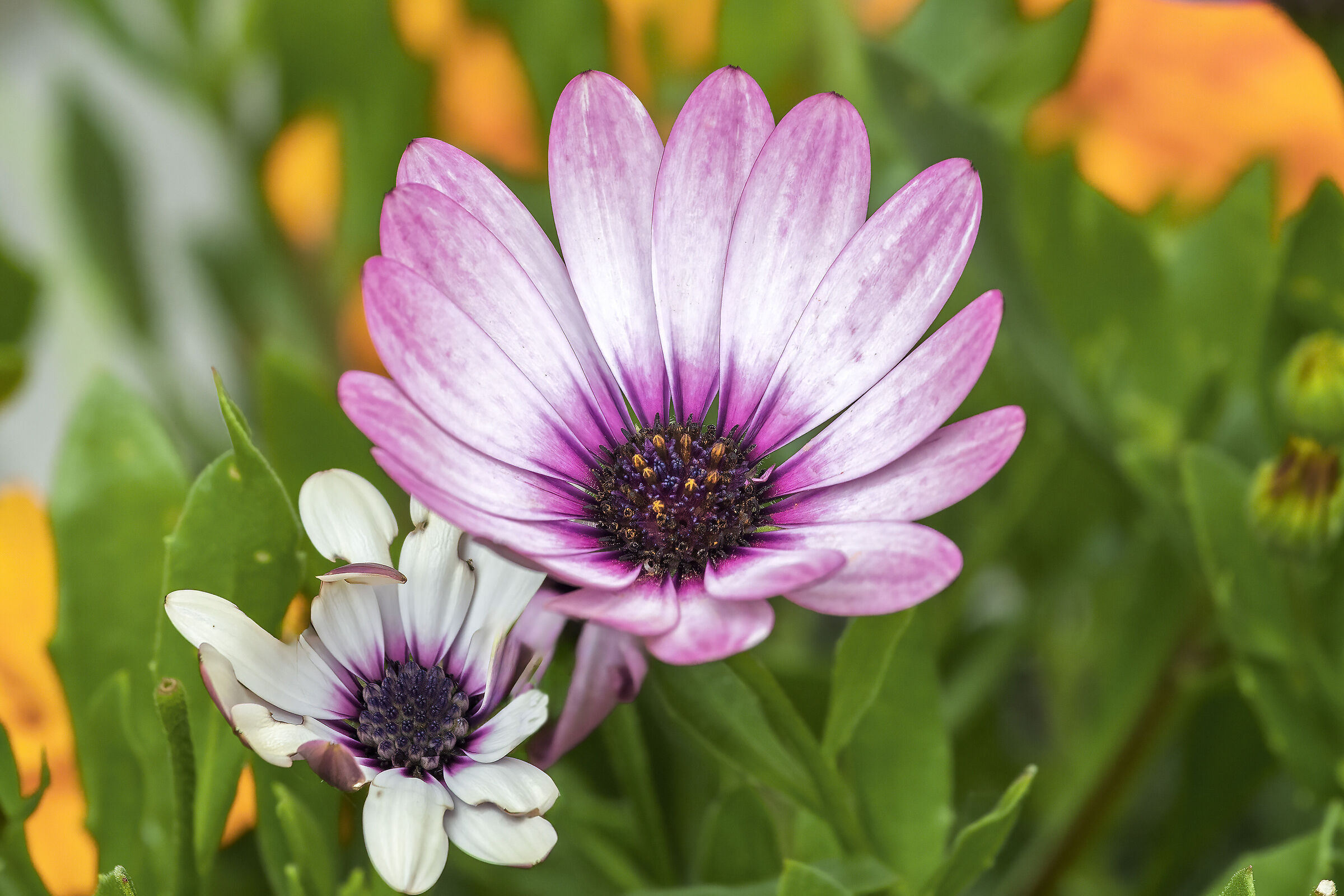 African daisy