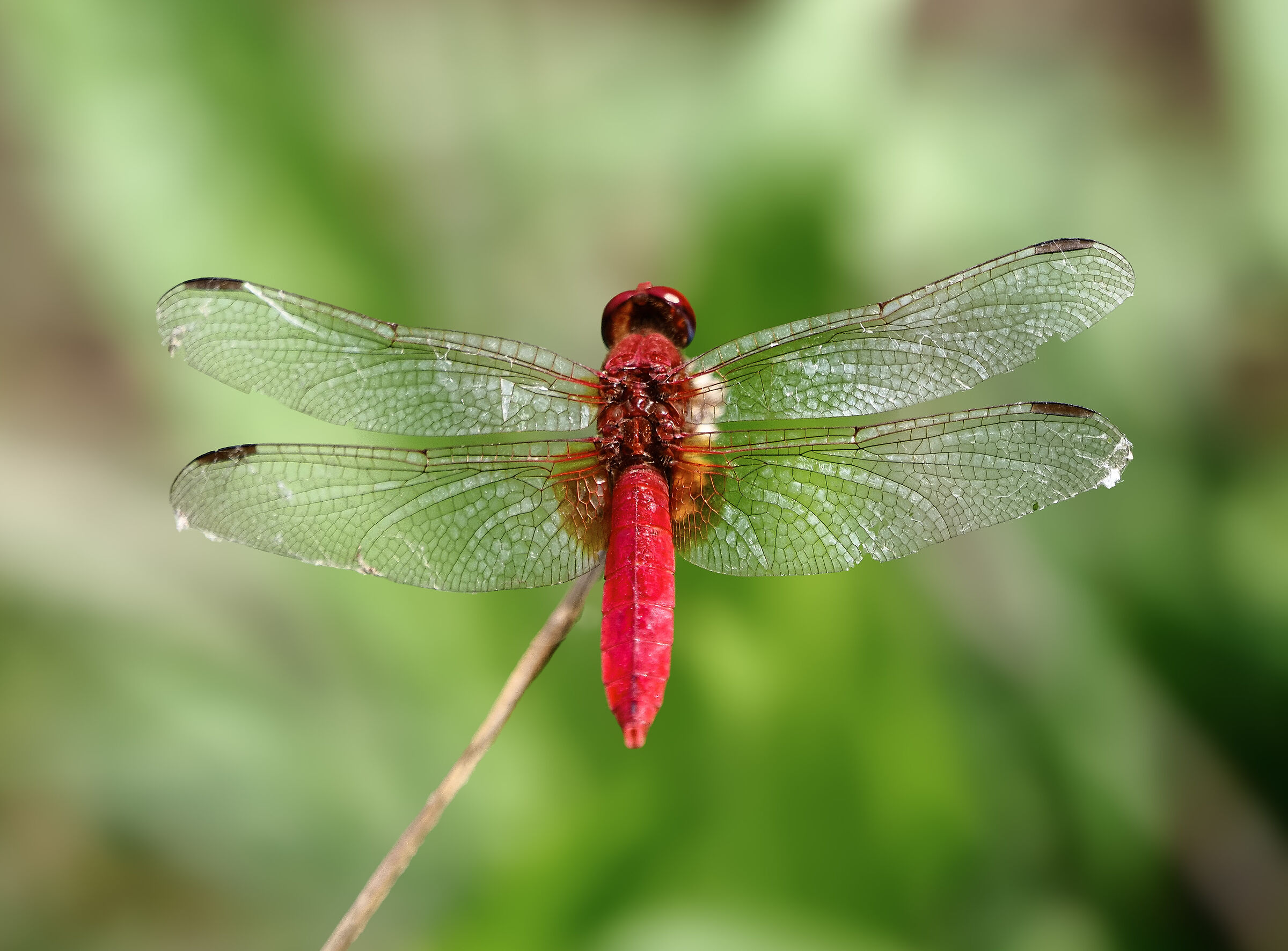 This year red is in fashion
