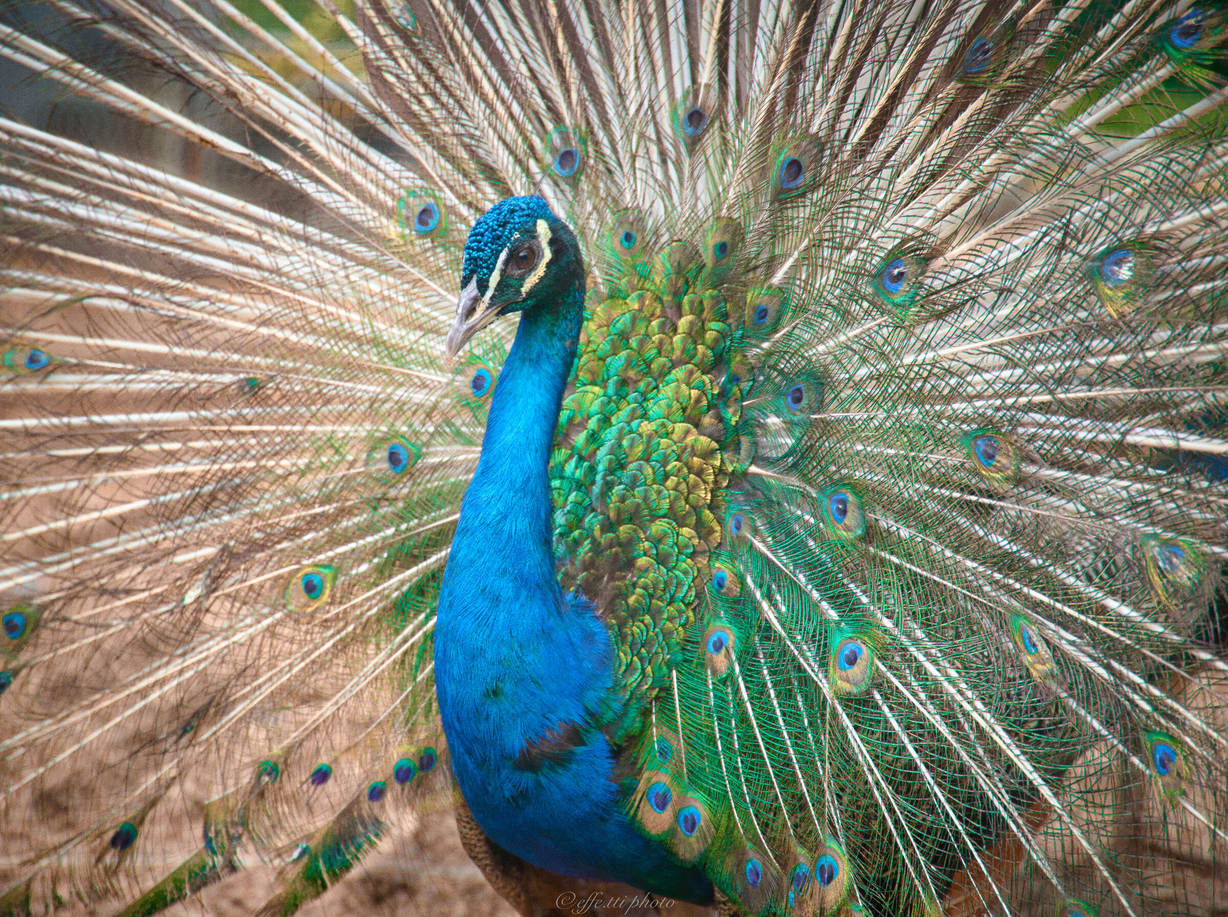 L'arroganza del pavone