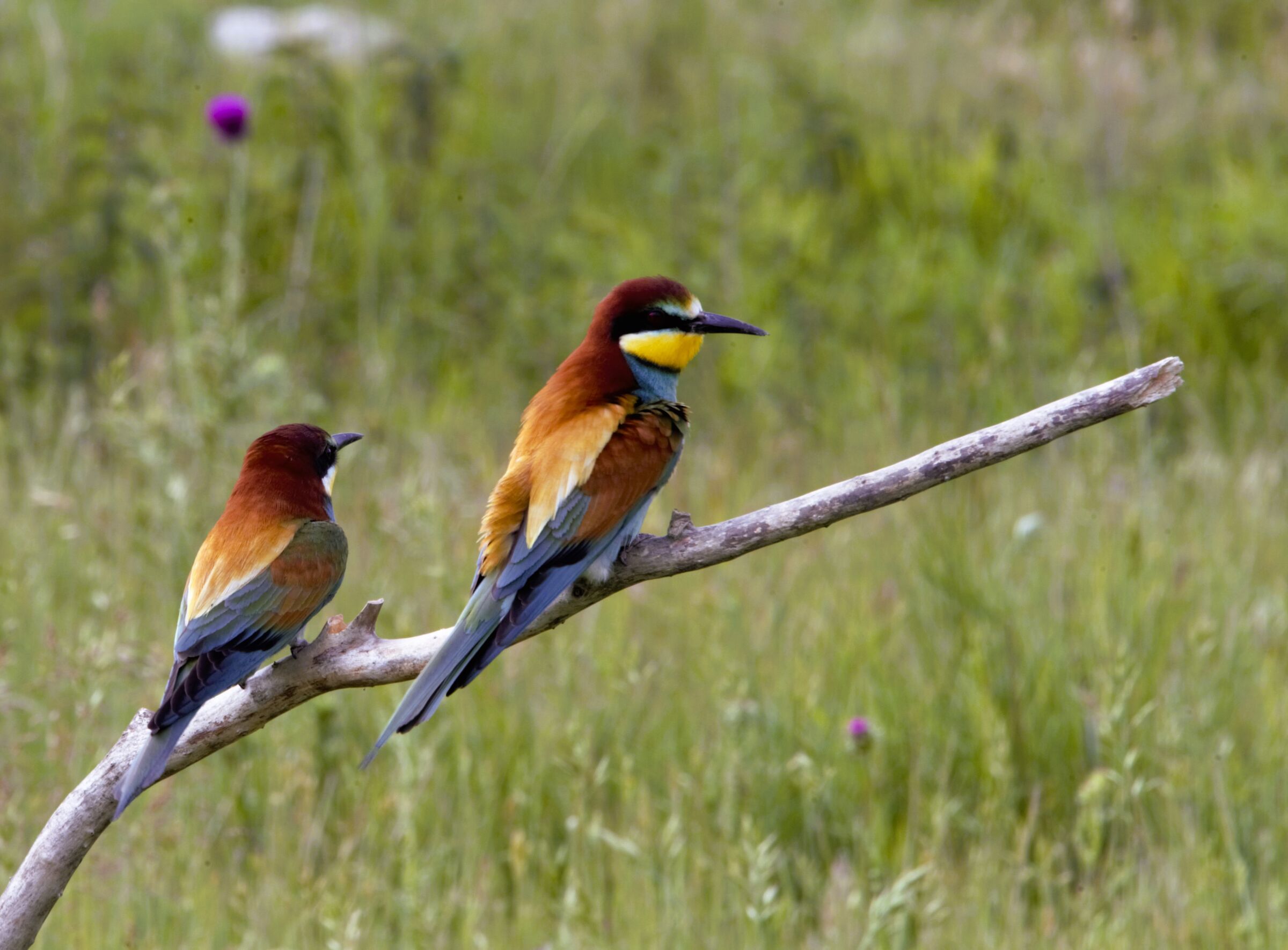 BEE-EATERS