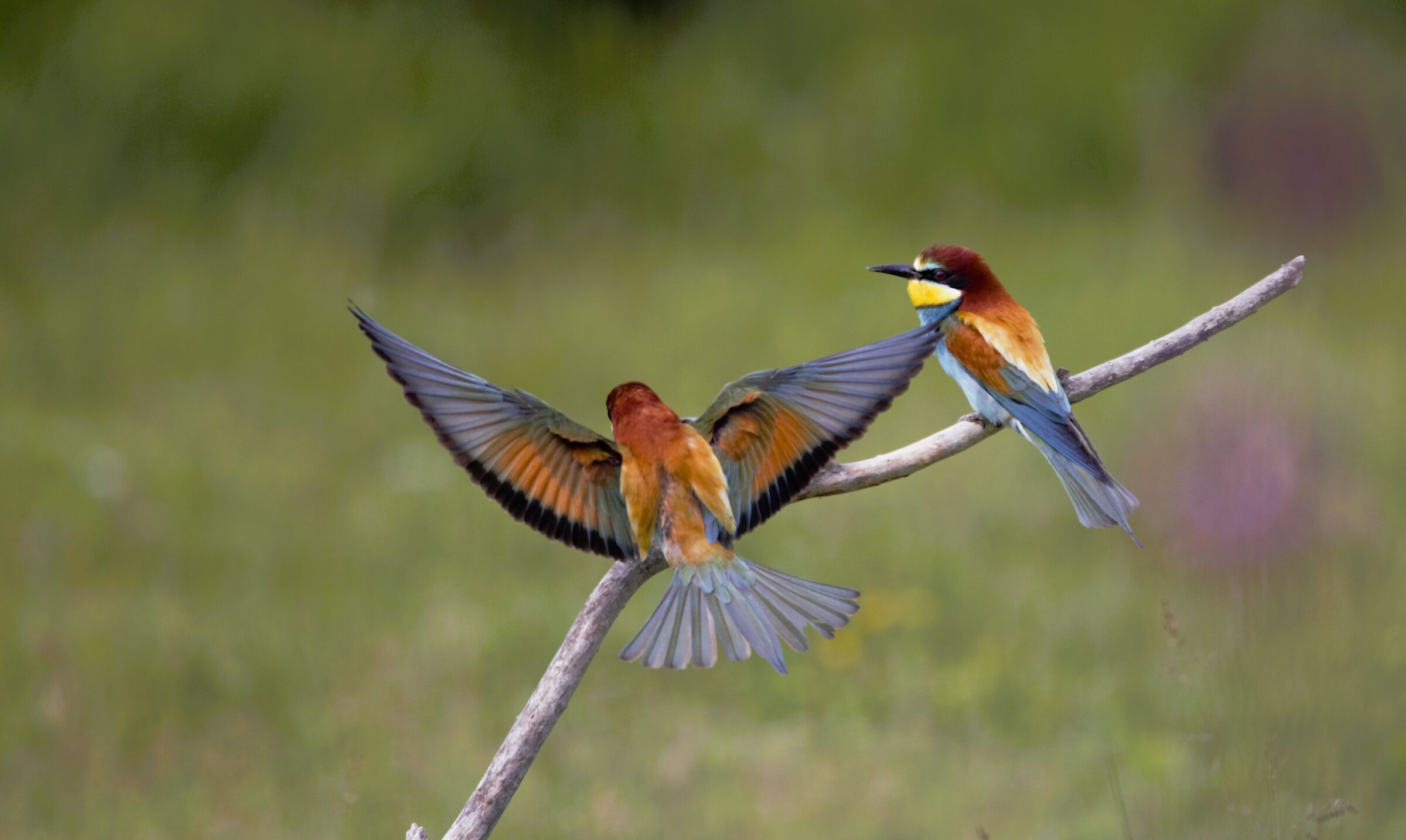 BEE-EATERS