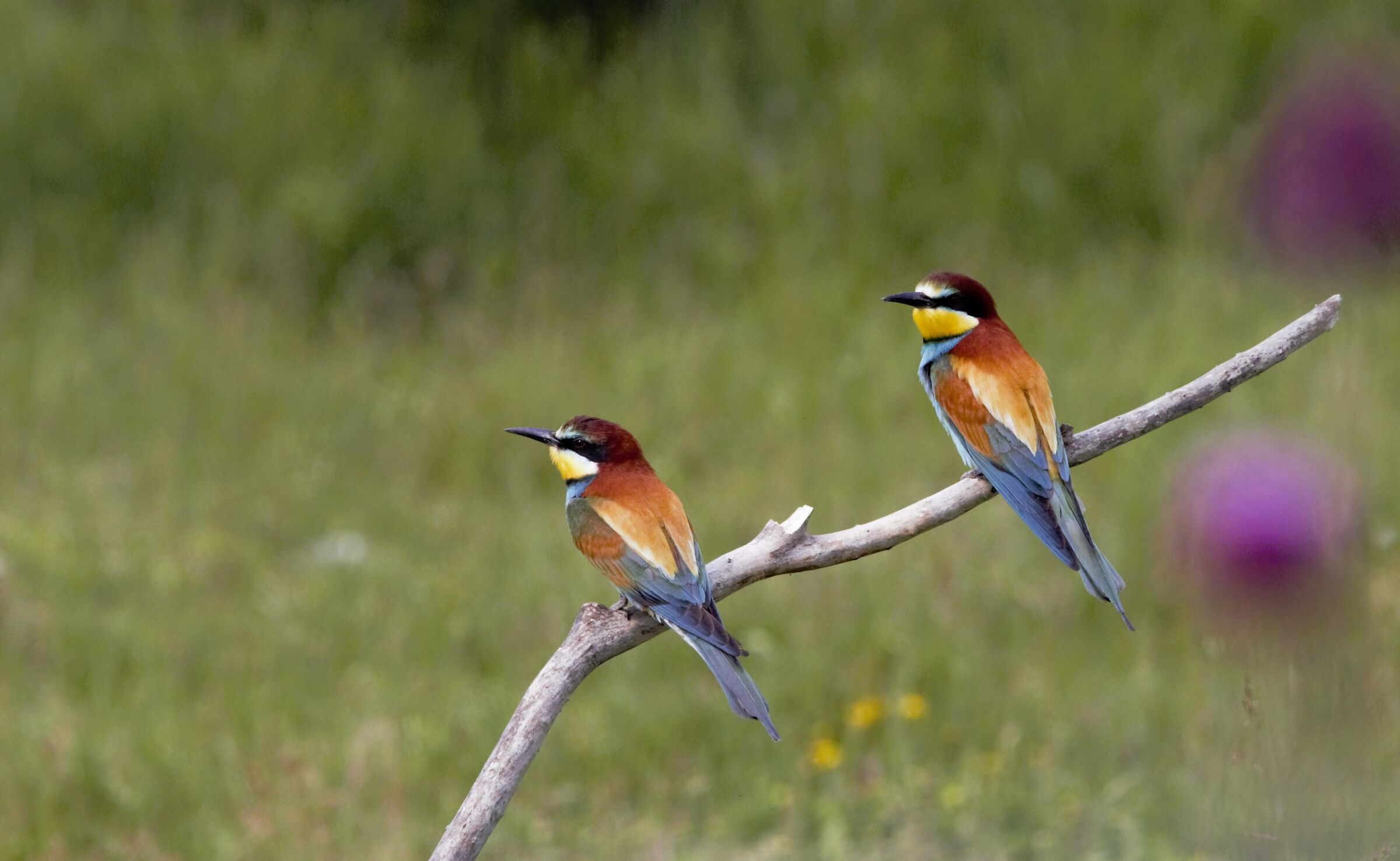 BEE-EATERS