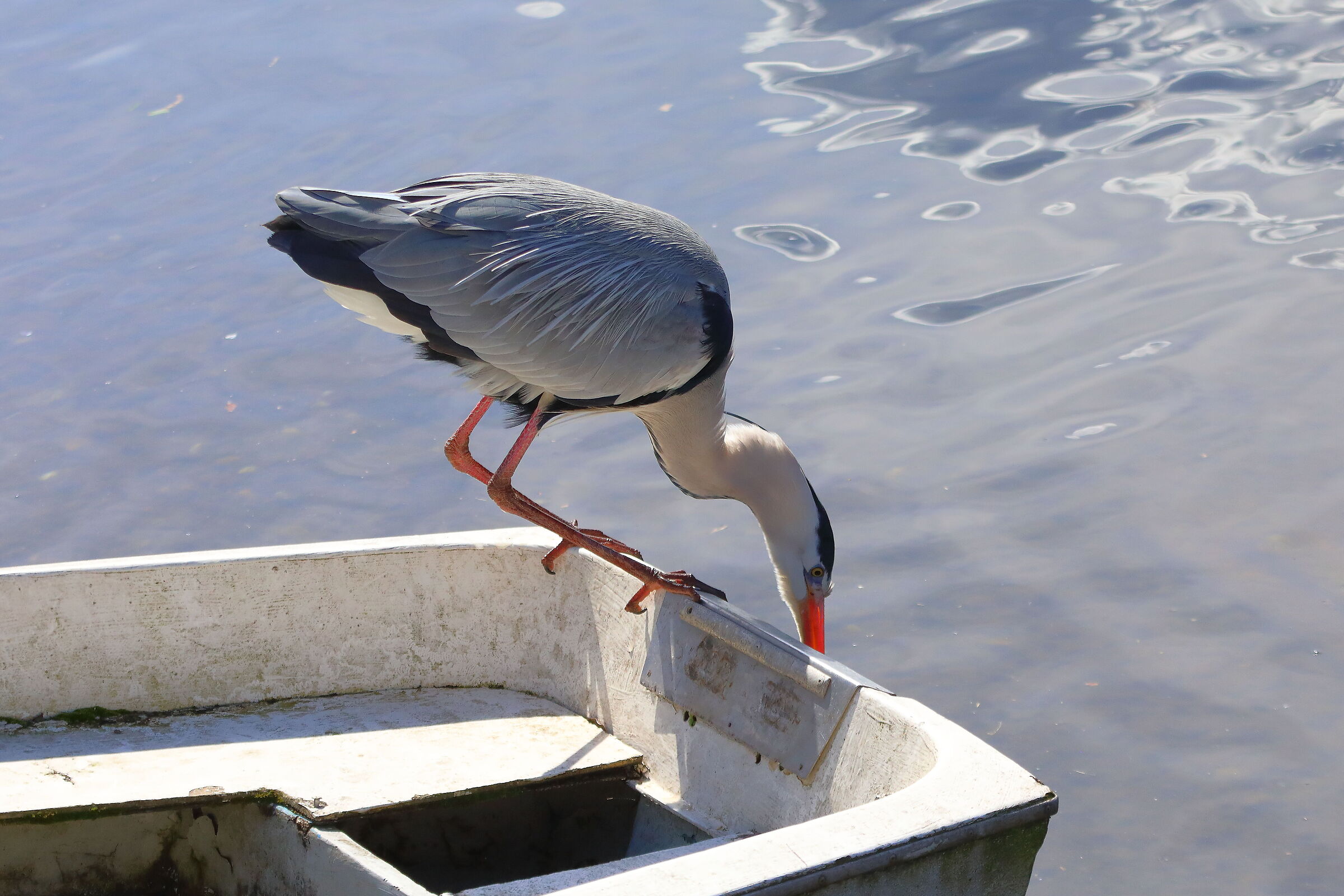 Cenerino 27 marzo 2025 - 0185