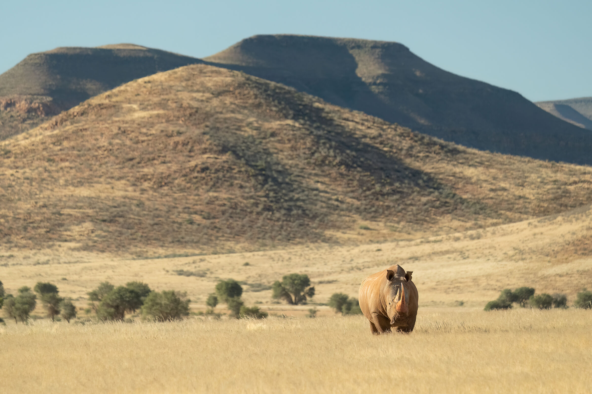 Rinoceronte bianco nel Damaraland